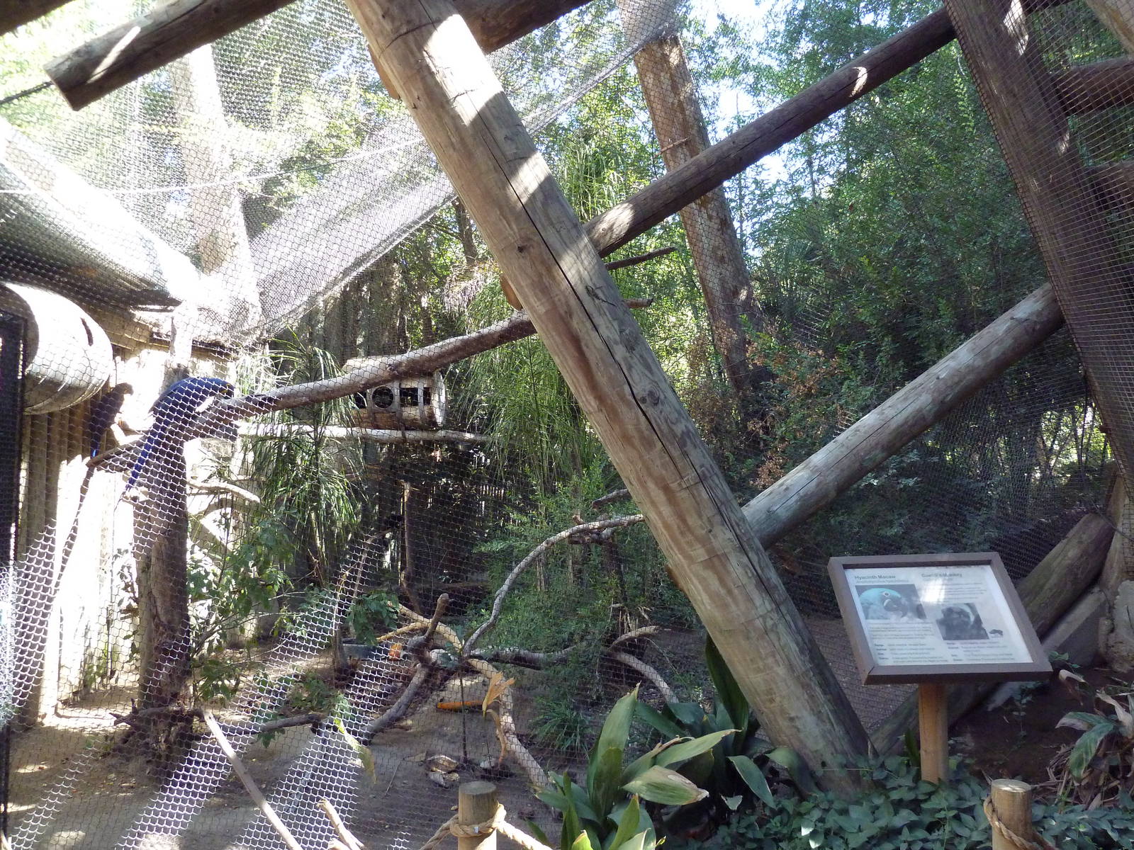 Goeldi's Monkey/Hyacinth Macaw Exhibit
