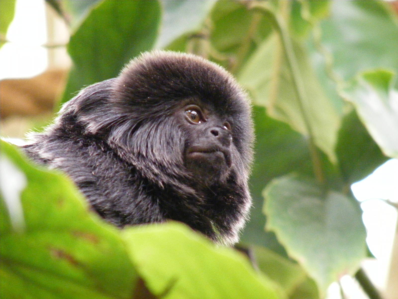 Goeldi's monkey in Worlds Apart exhibit at Colchester Zoo, 28 August 2009