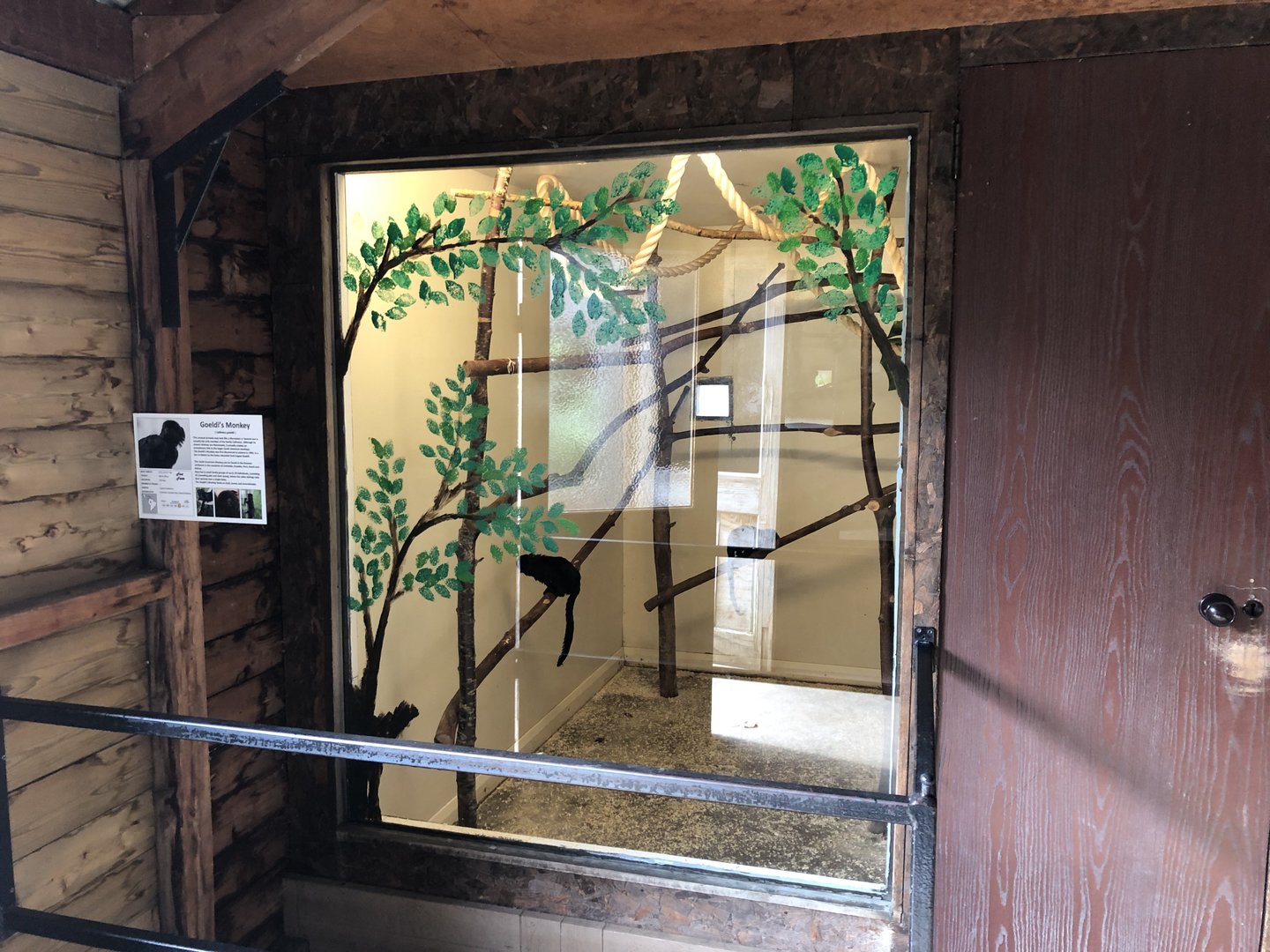 Goeldi's Monkey Indoor Enclosure at Hamerton Zoo Park (October 2023)