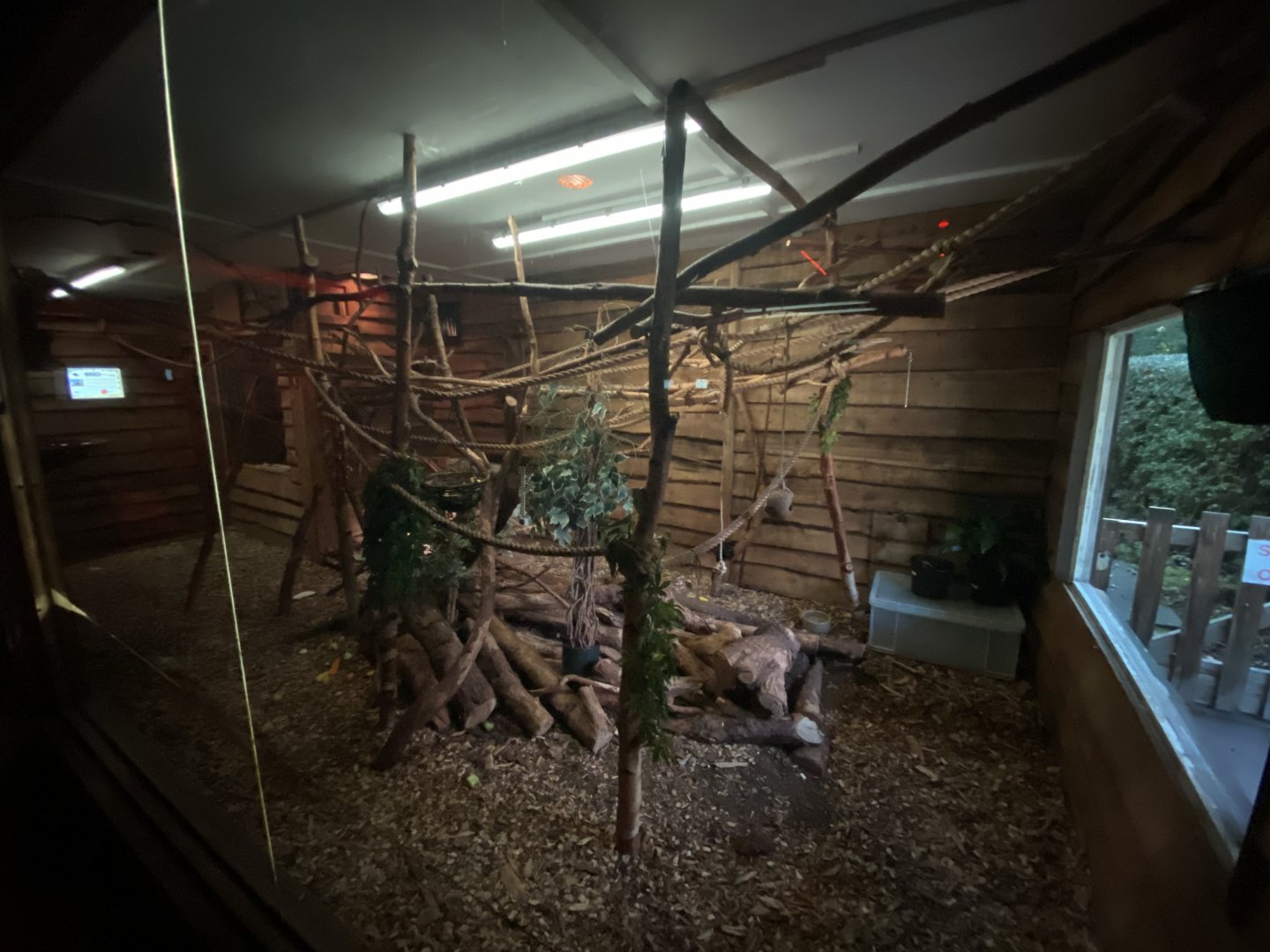 Goeldi’s monkey indoor enclosure
