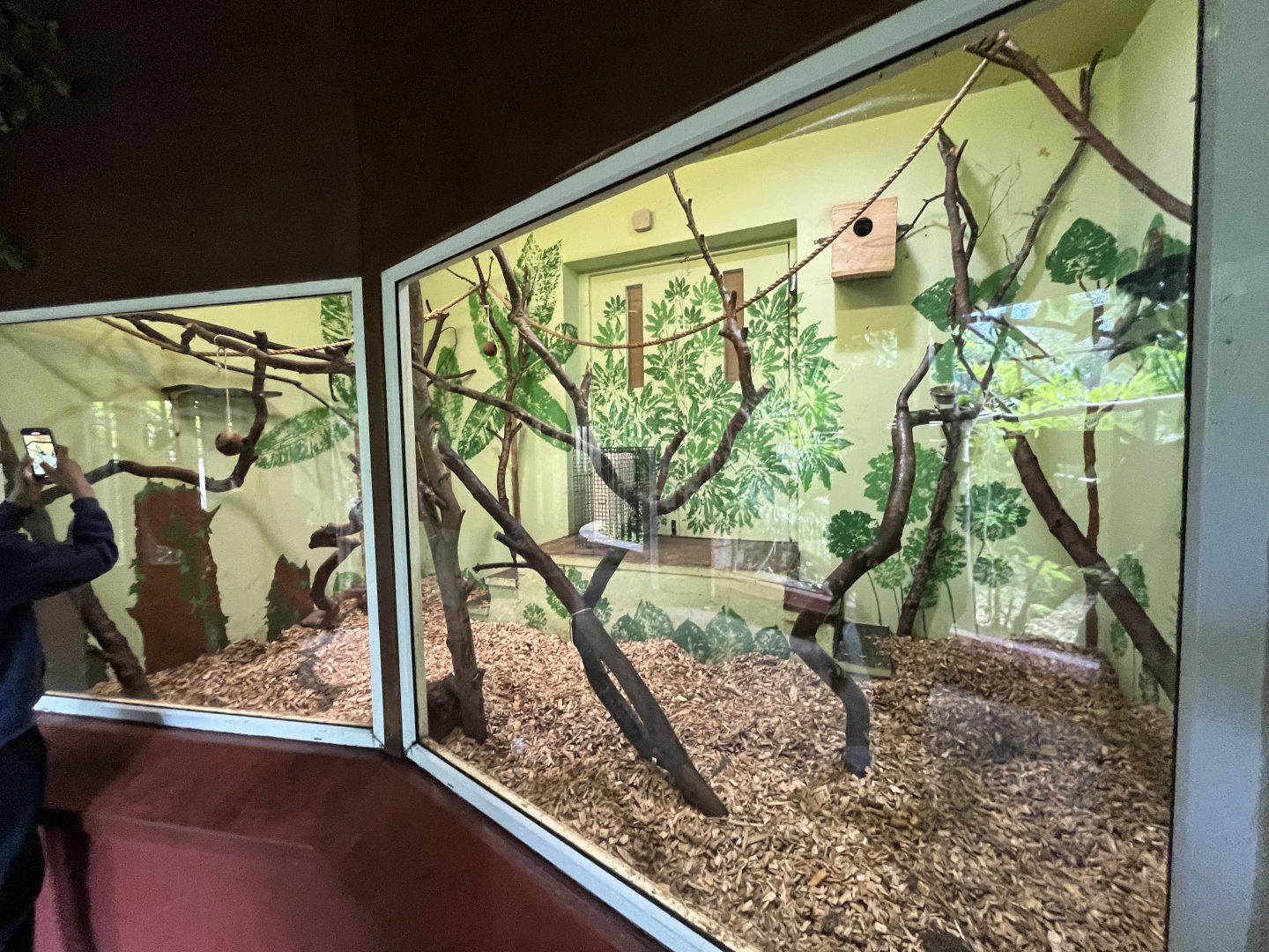 Goeldi’s monkey indoors (0.5 version) 8.6.24