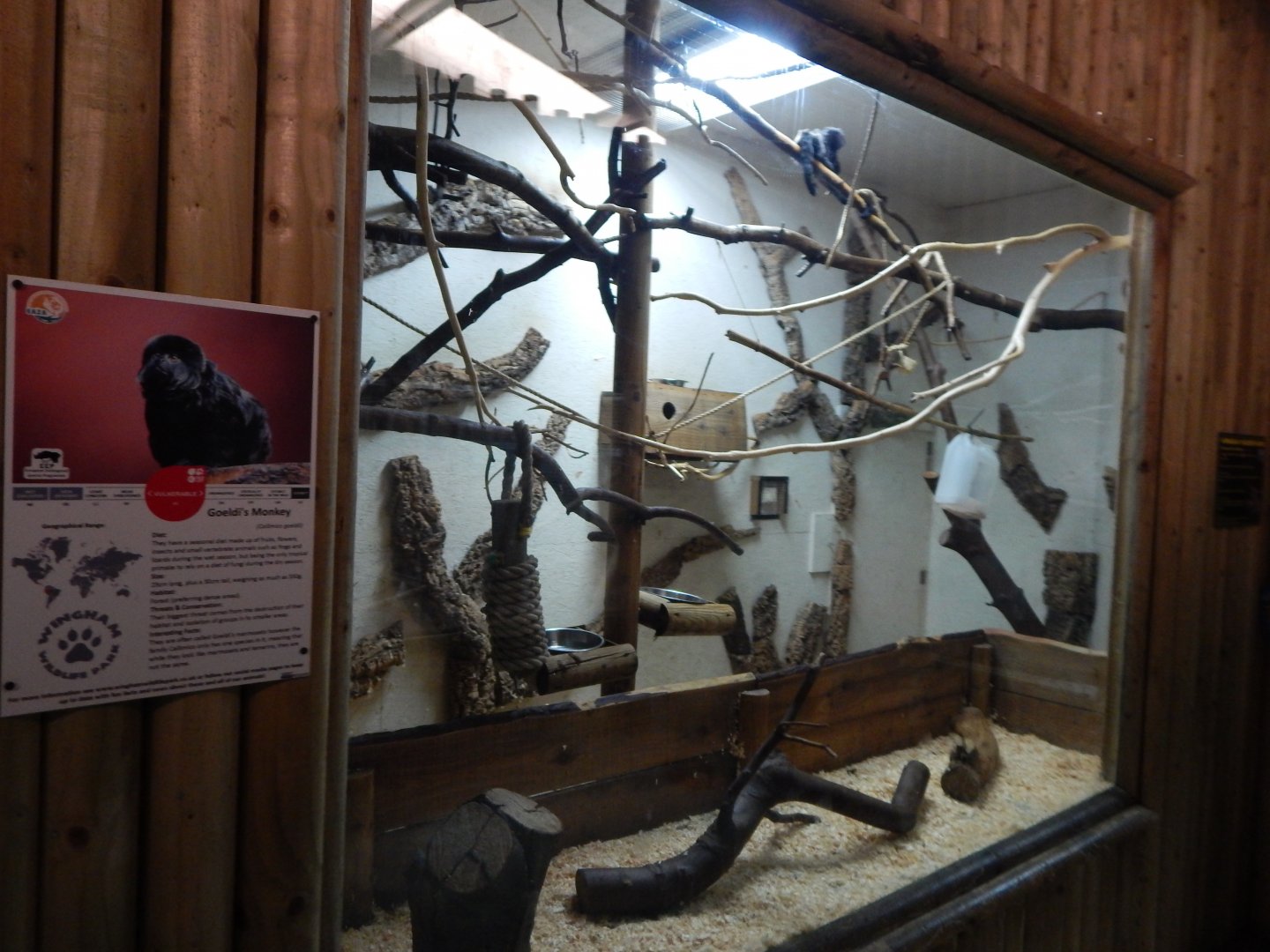 Goeldi's monkey indoors habitat 030964