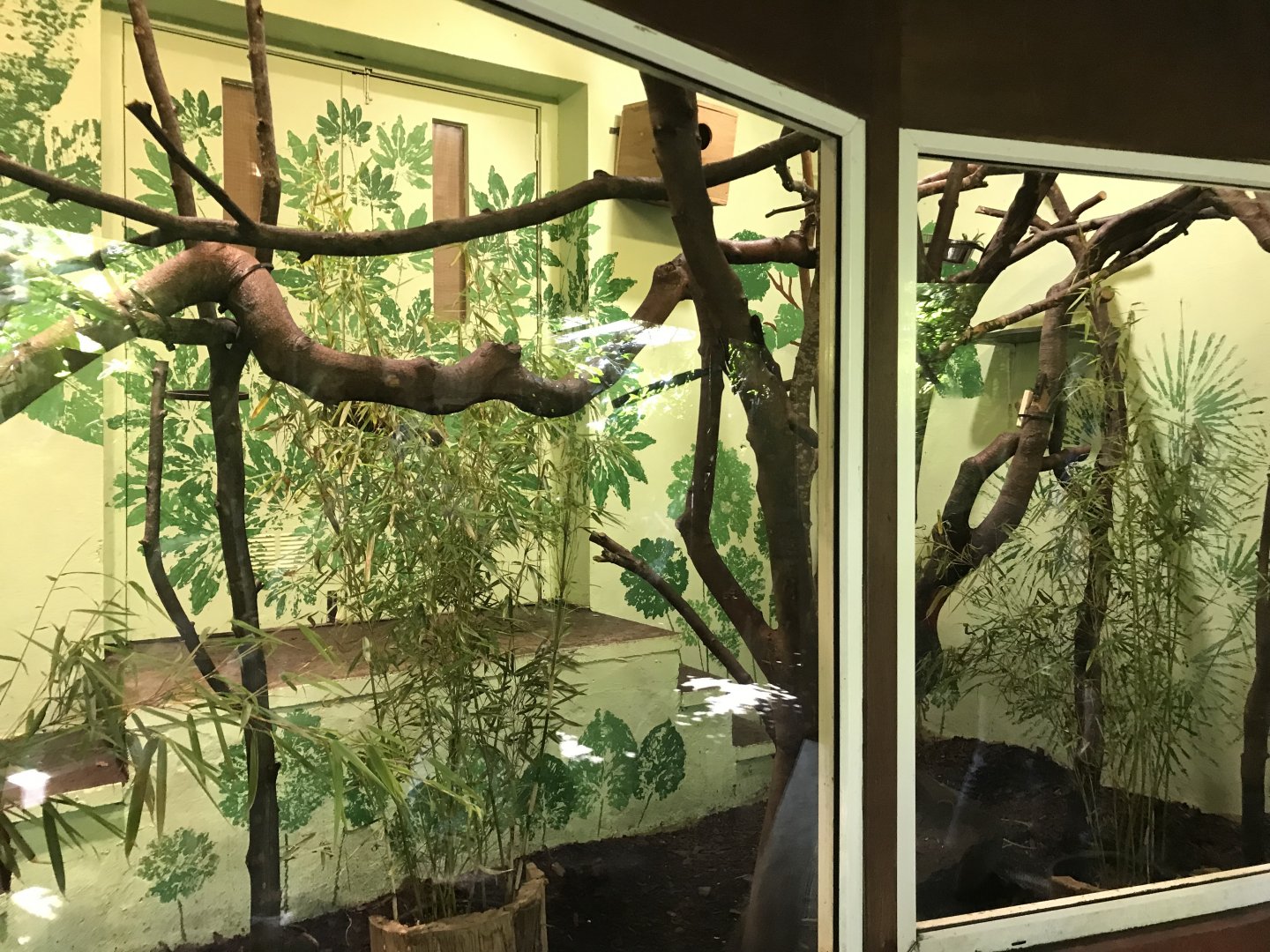 Goeldi’s monkey indoors