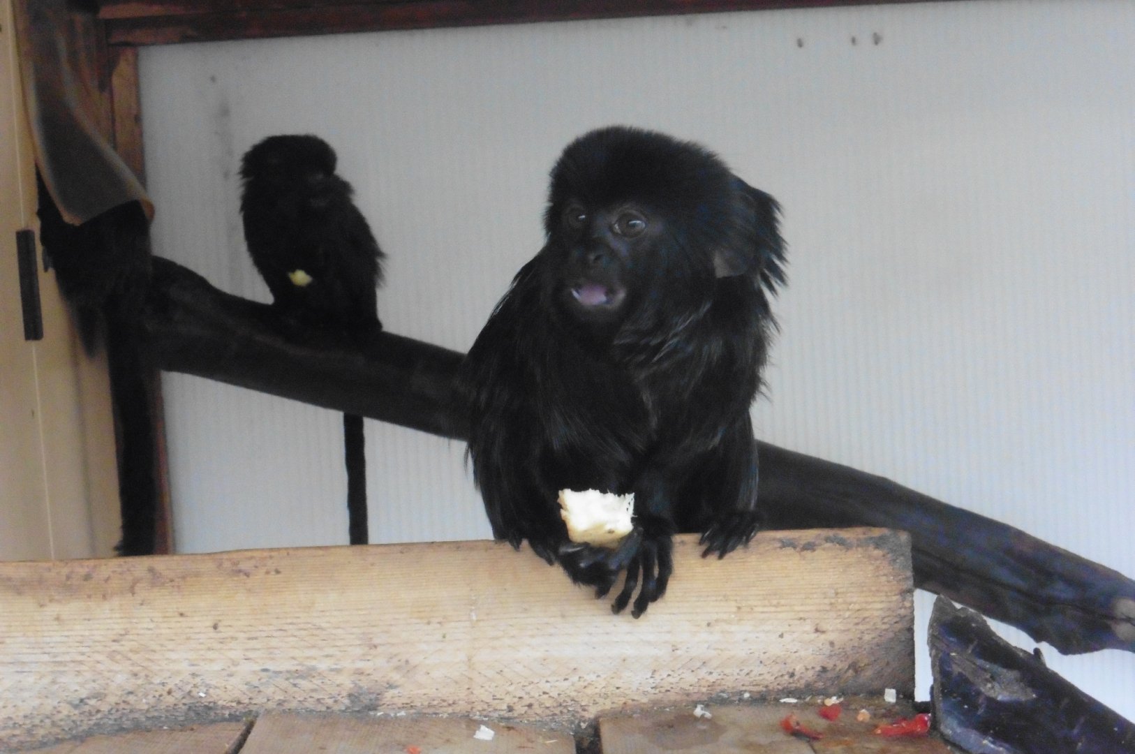 Goeldi's Monkey/Marmoset