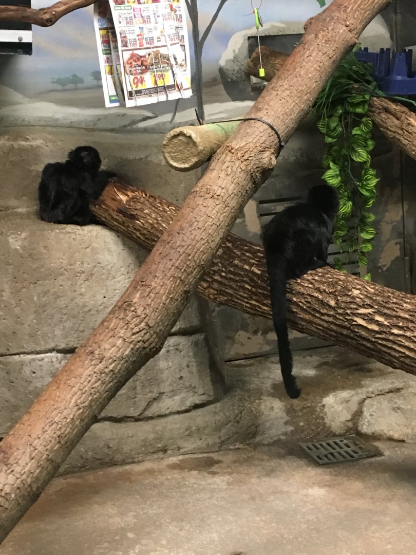 Goeldi's Monkey | Milwaukee County Zoo