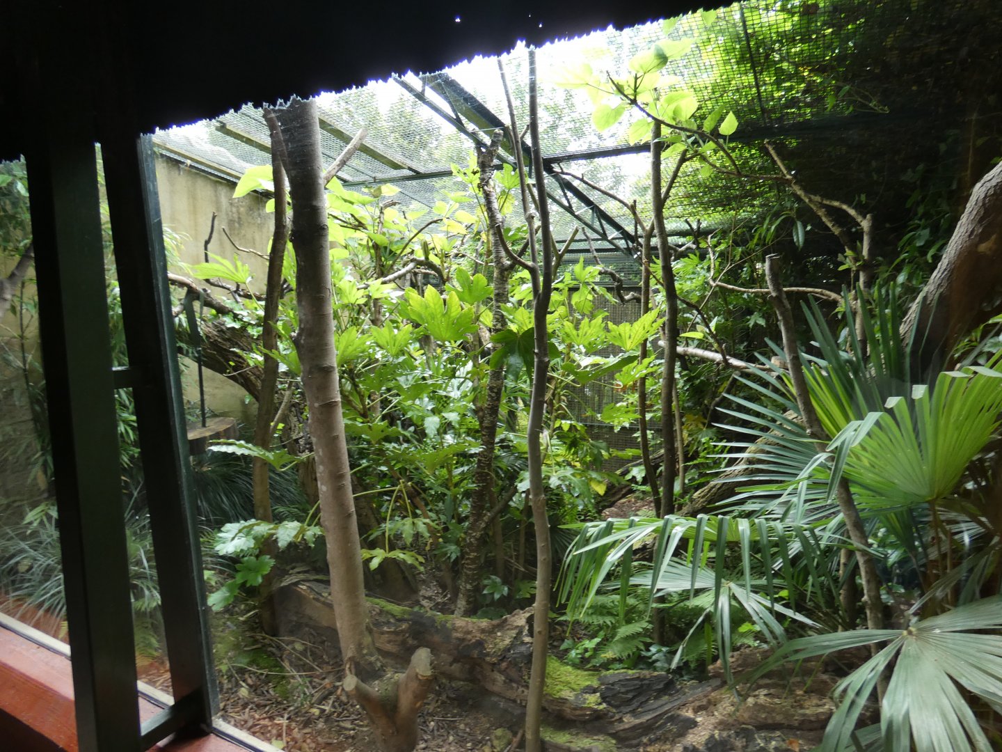 Goeldi's monkey outdoor enclosure