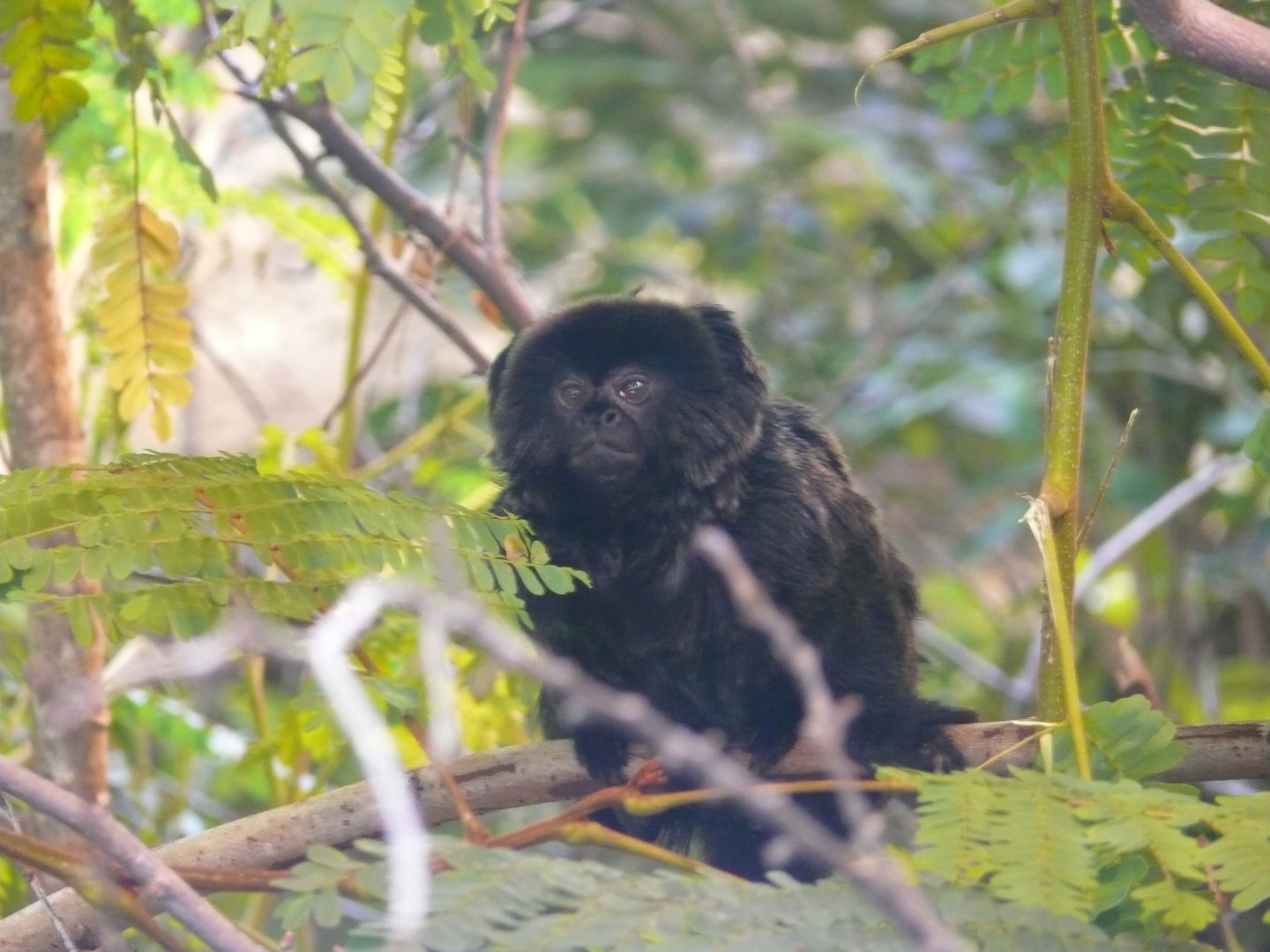 Goeldi's monkey - reopening 31-08-2020