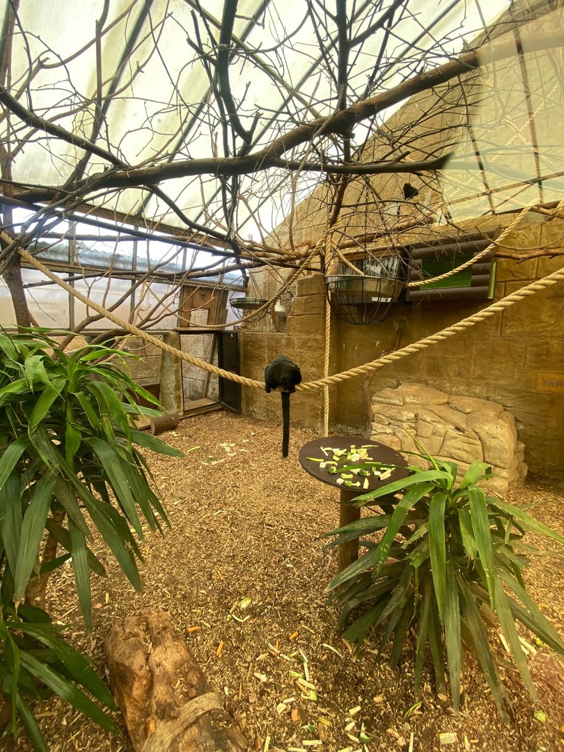 Goeldi’s monkey, White-faced saki and Linnaeus’ two-toed sloth enclosure 140923