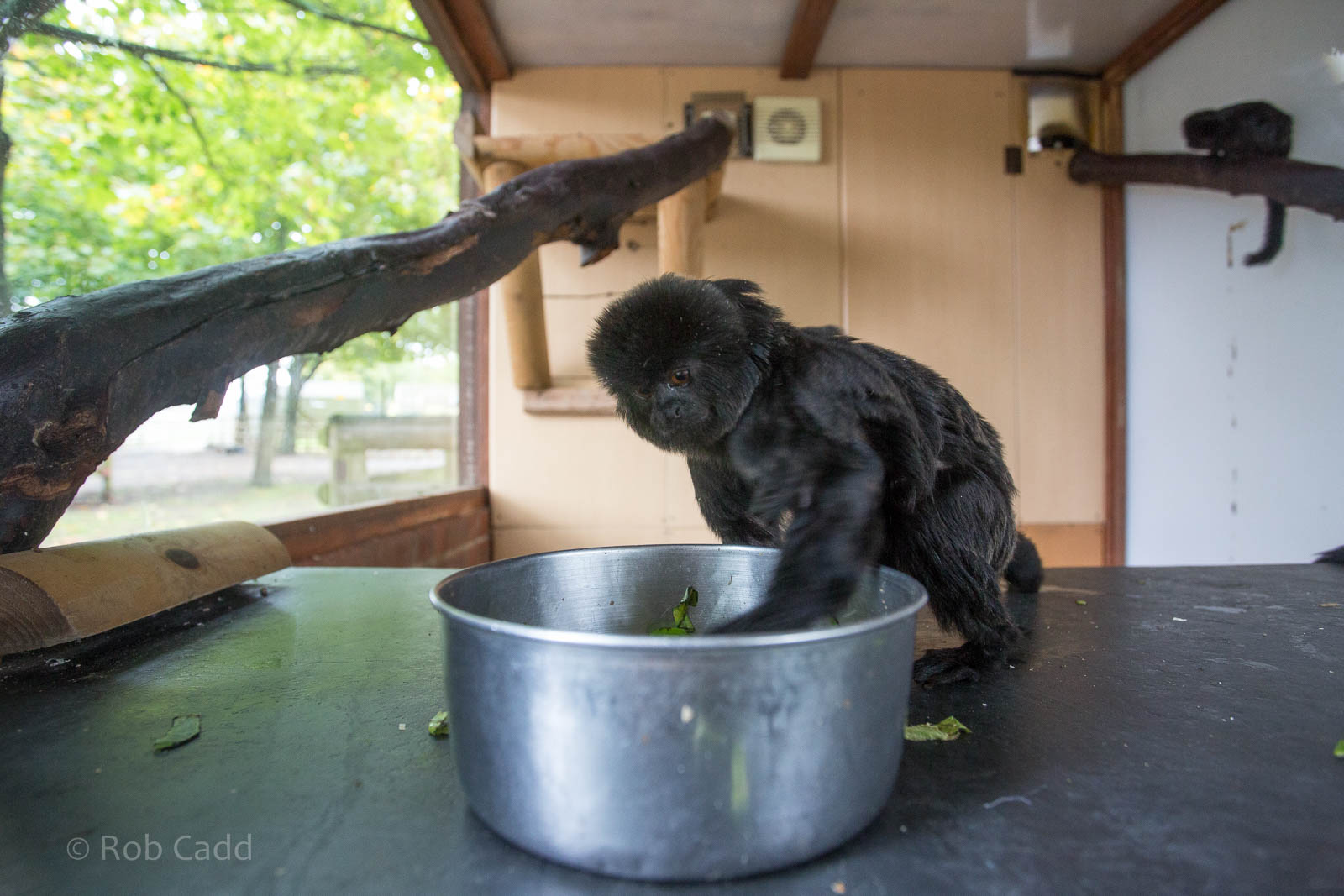 Goeldis monkey : Wingham : 13 Oct 2014