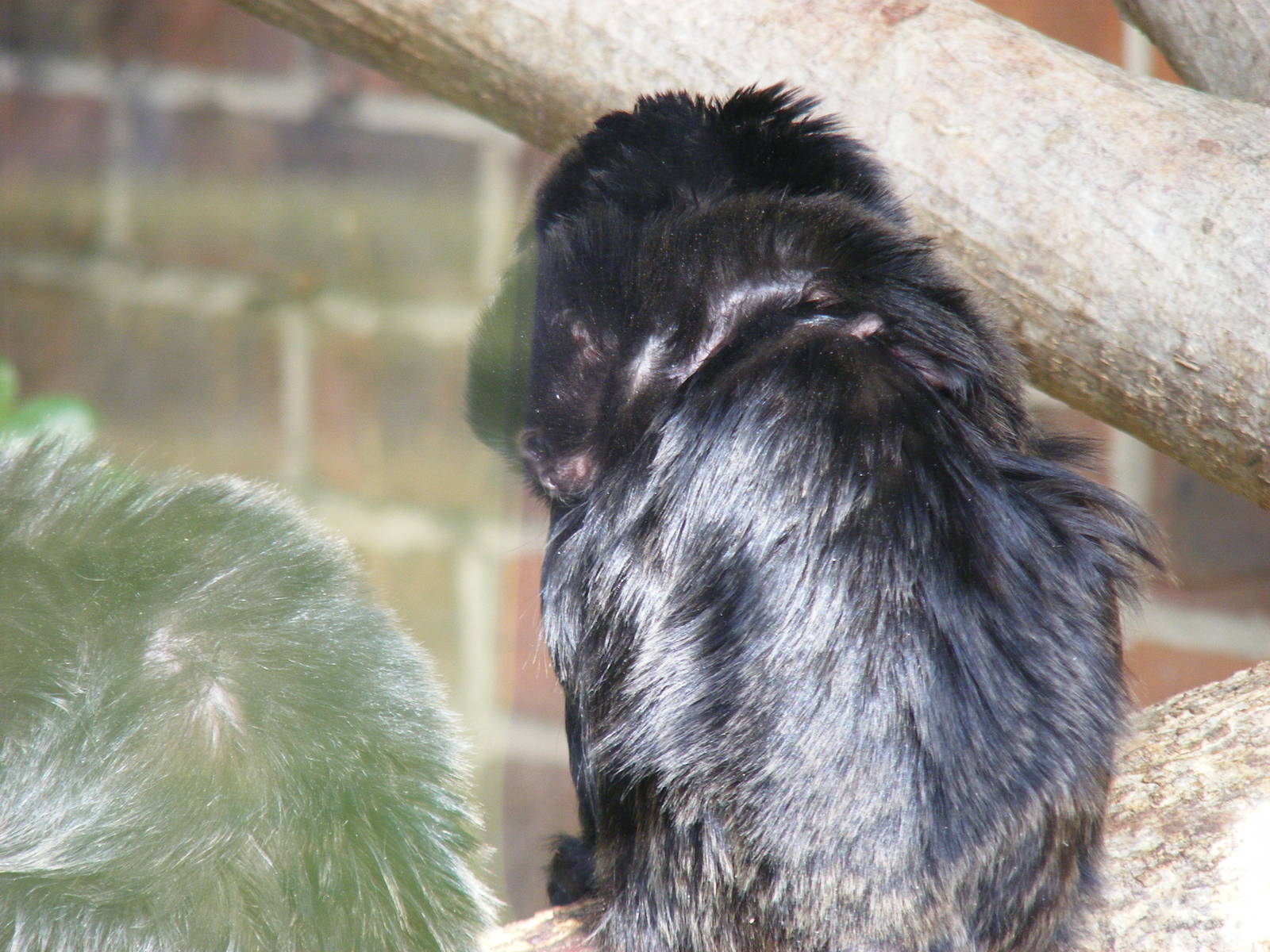 Goeldi's monkey with baby on back at Marwell Wildlife, 21 March 2010