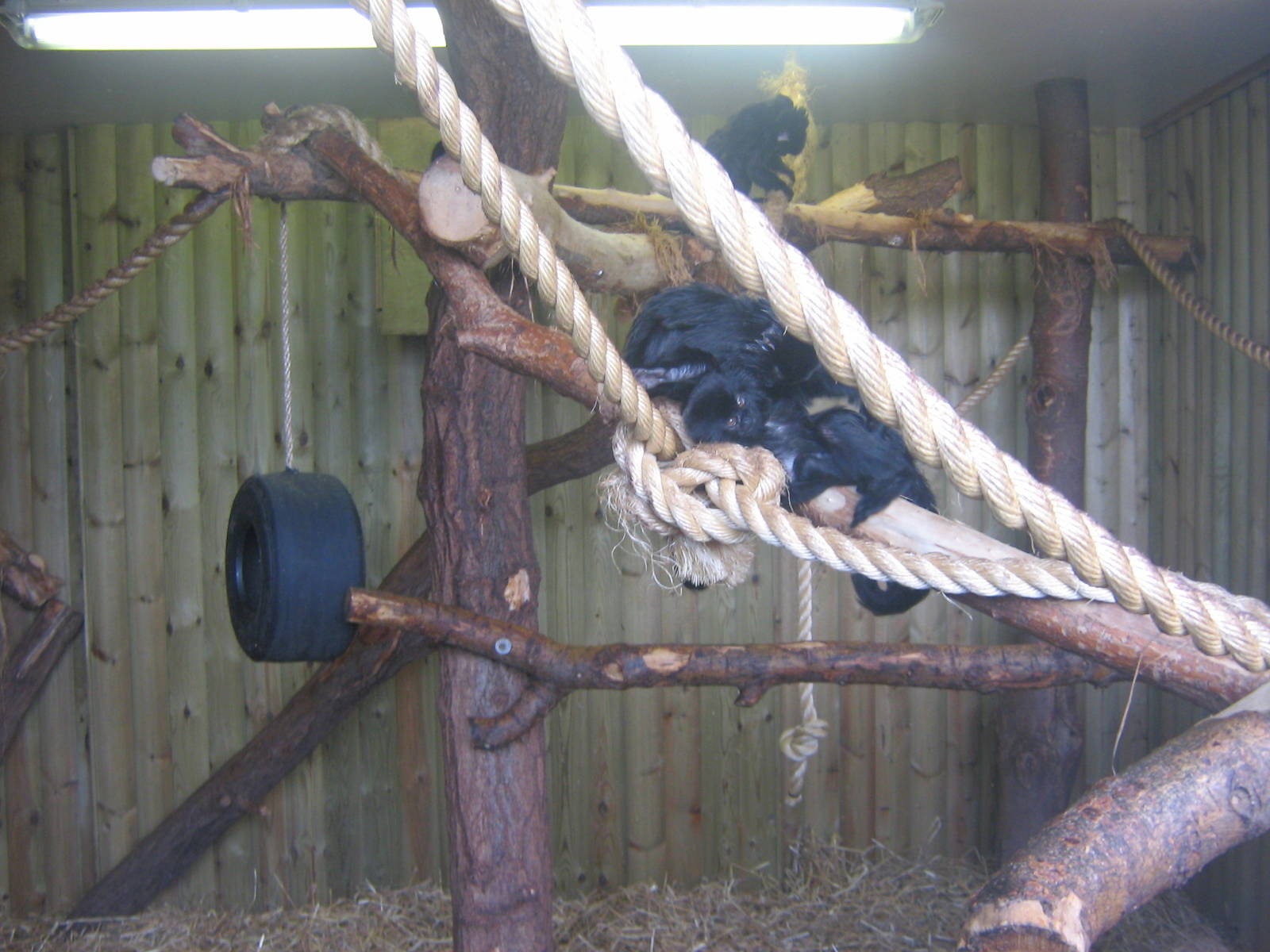 goeldi's monkey