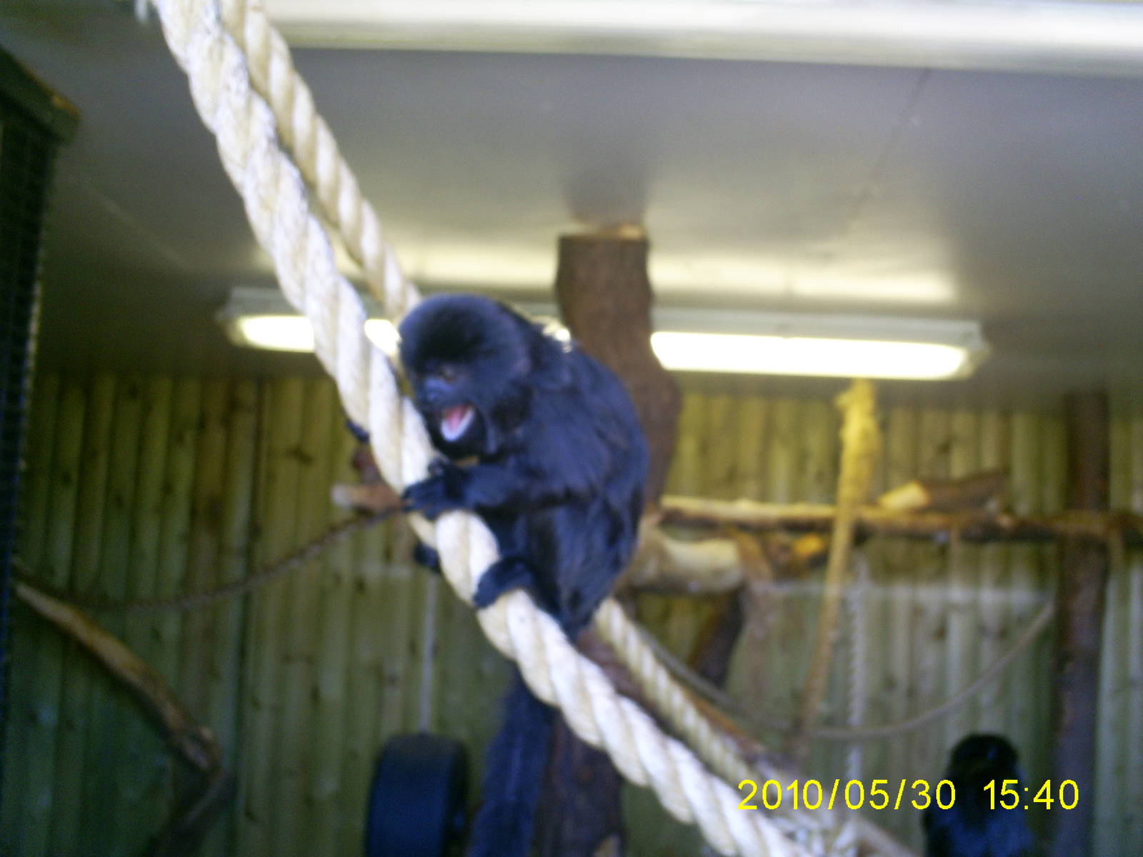 goeldi's monkey