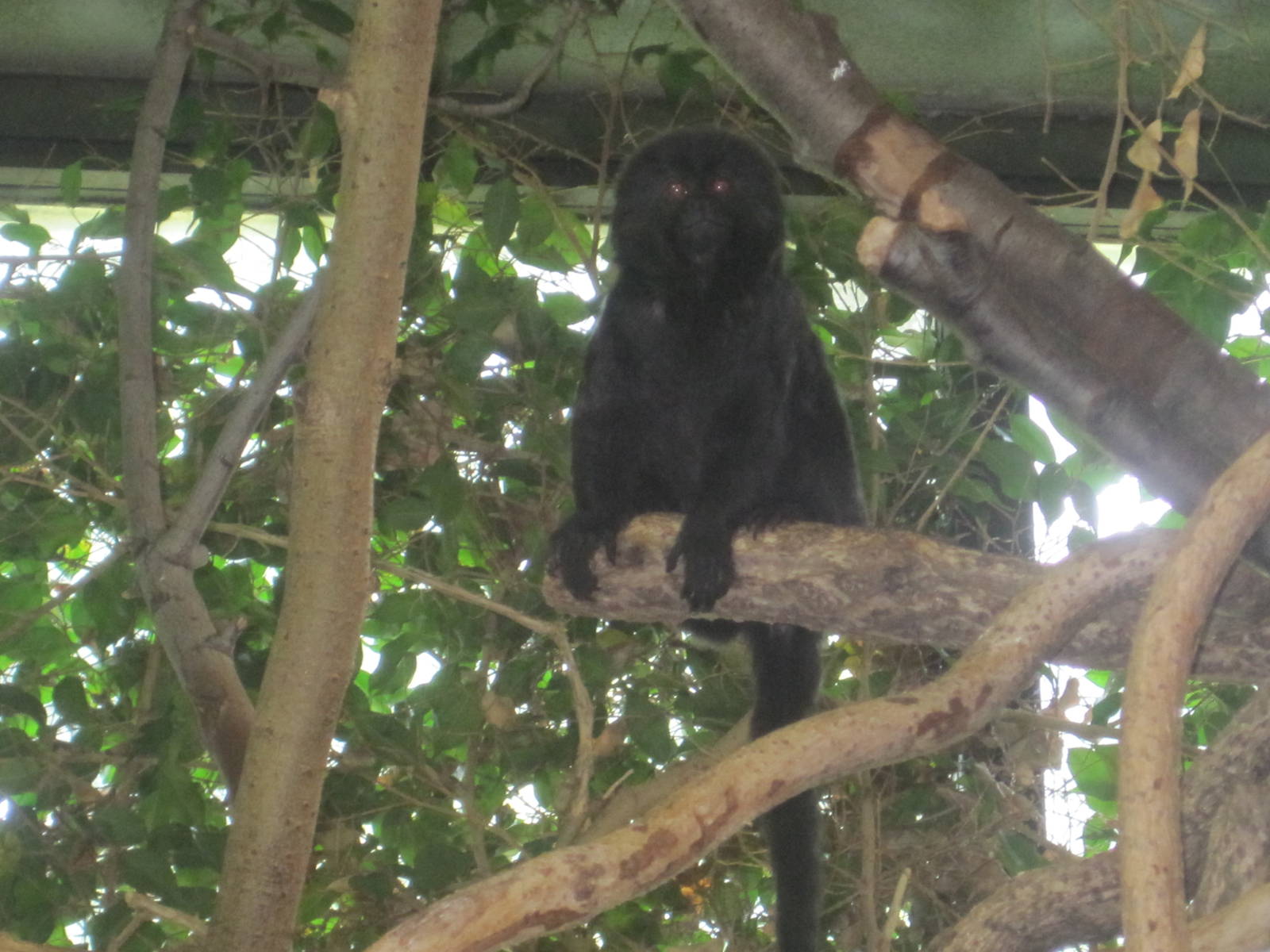 Goeldi's Monkey