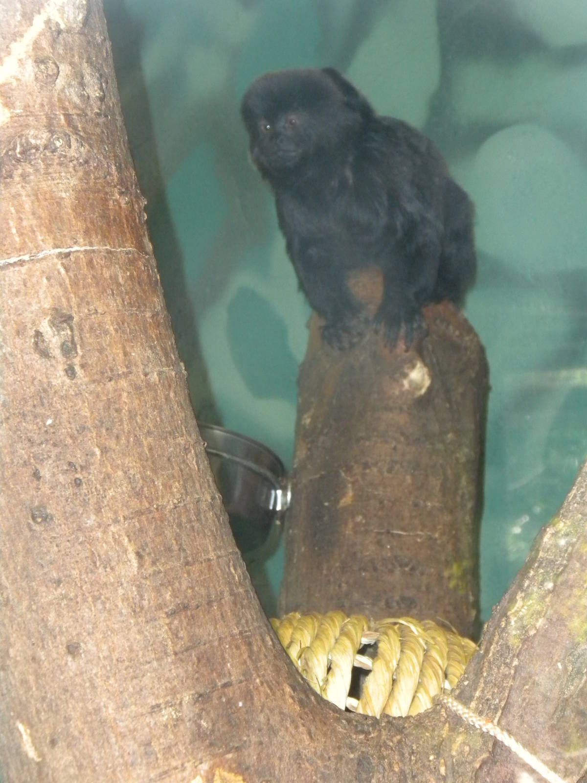 Goeldi's Monkey