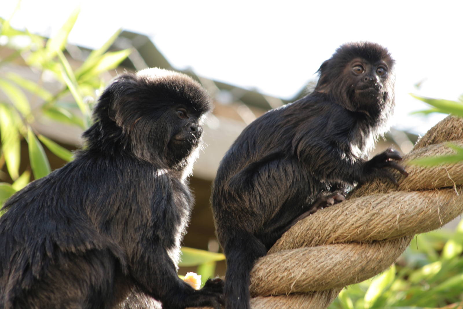 Goeldi's Monkey