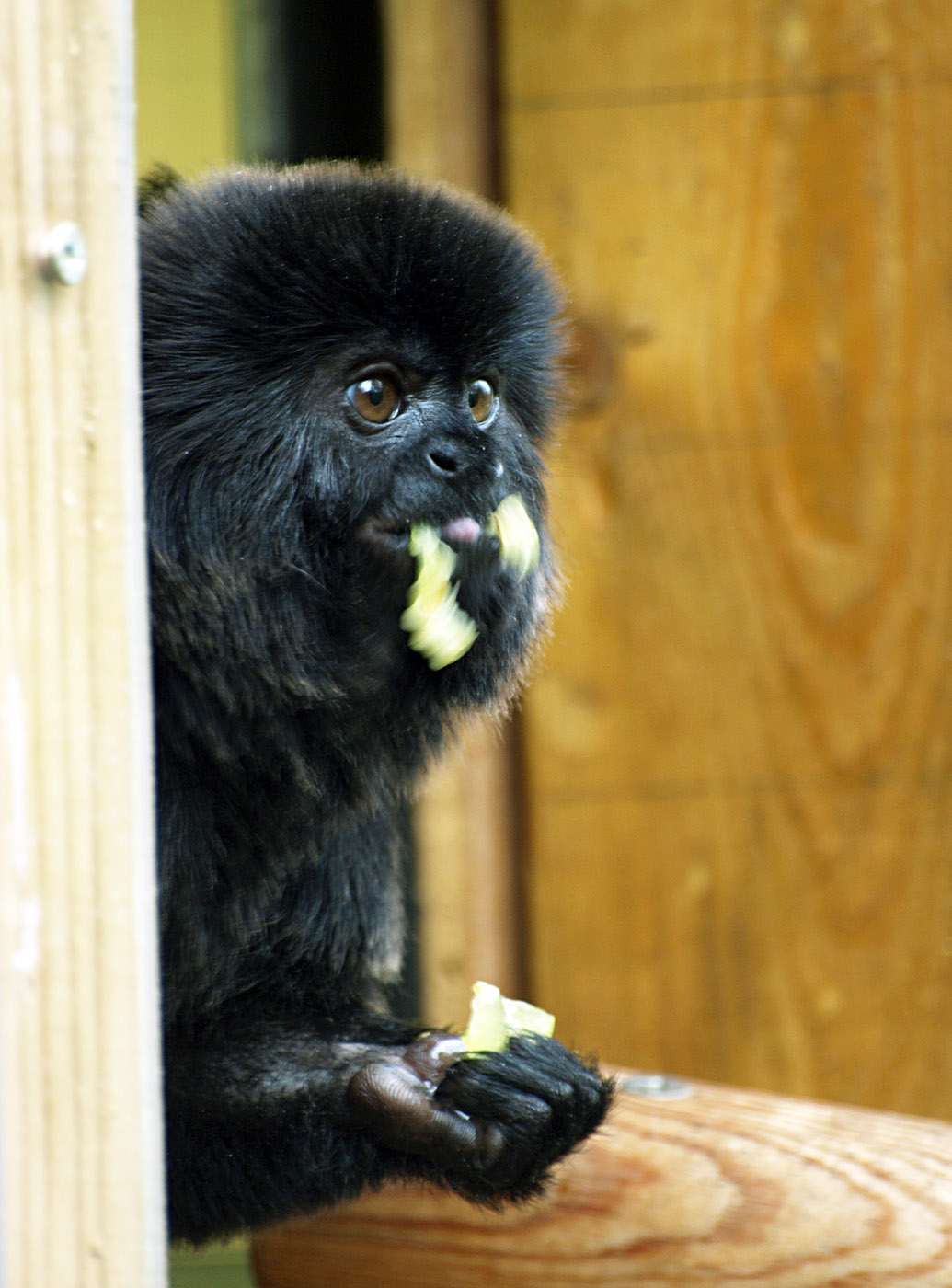 Goeldi's monkey
