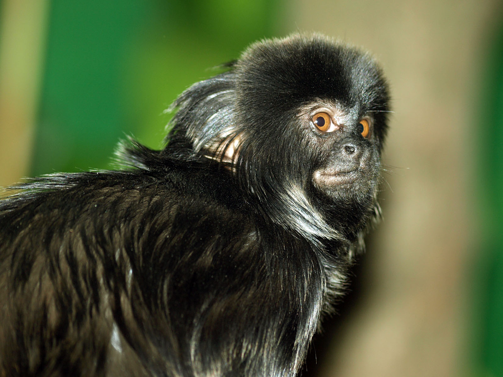 Goeldi's monkey