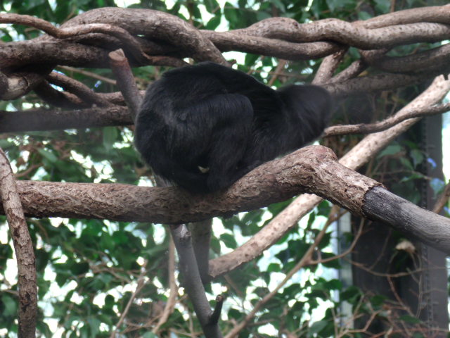 Goeldi's Monkey