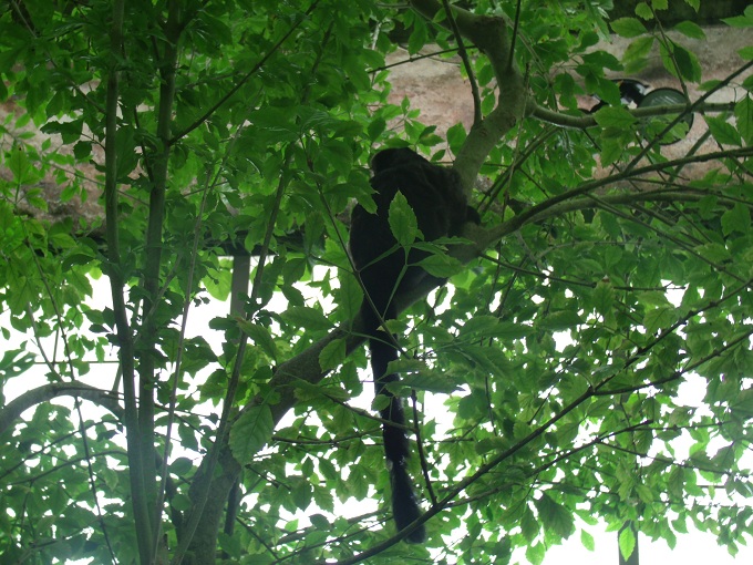Goeldi's Monkey