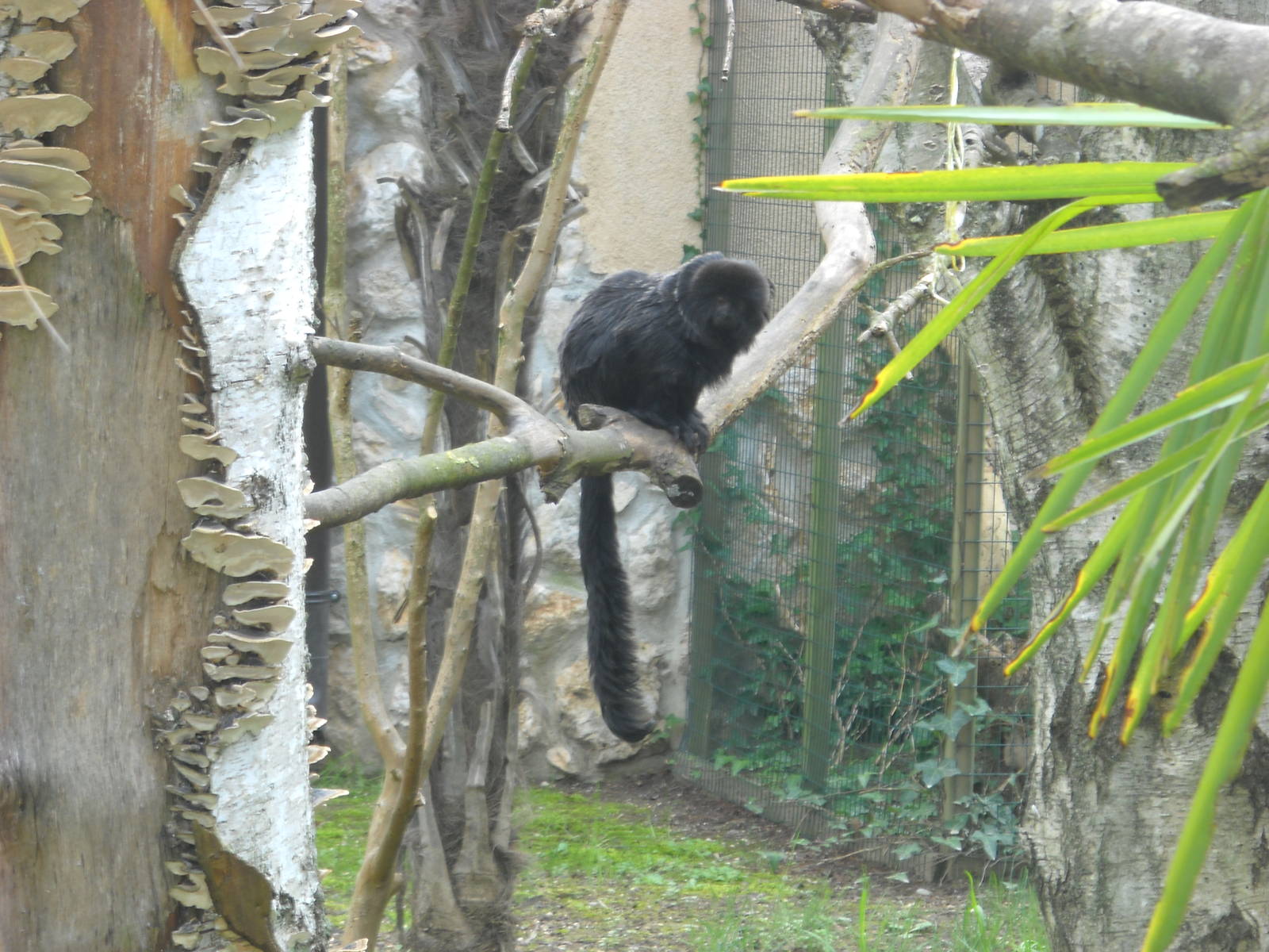 Goeldi's monkey