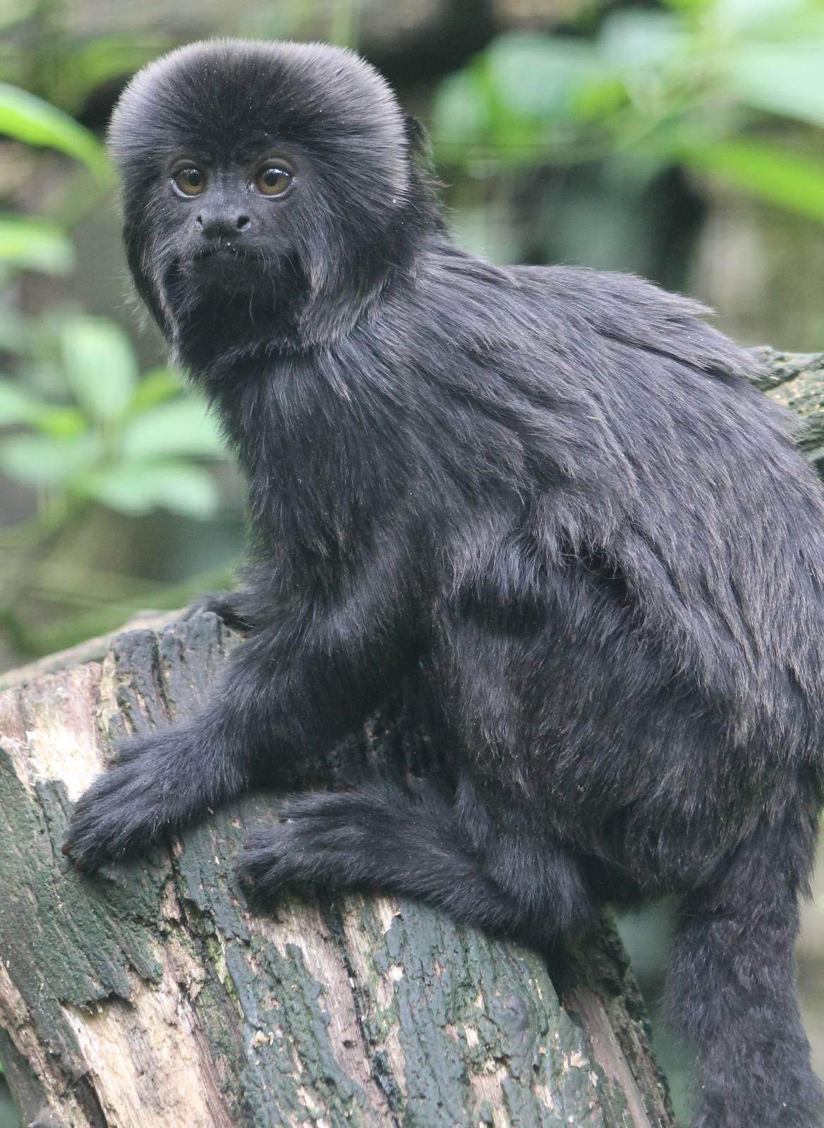 Goeldi's monkey