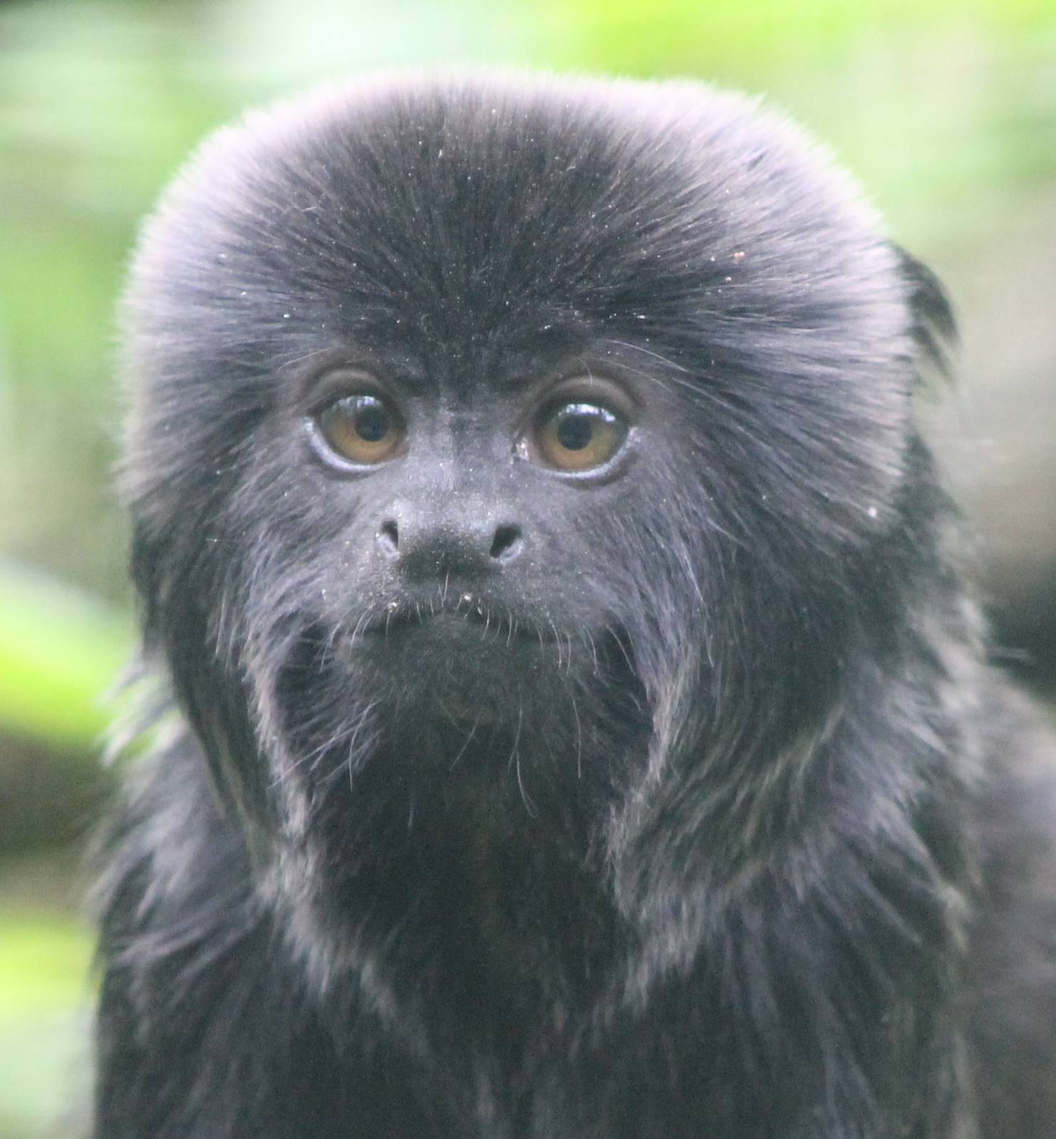 Goeldi's monkey