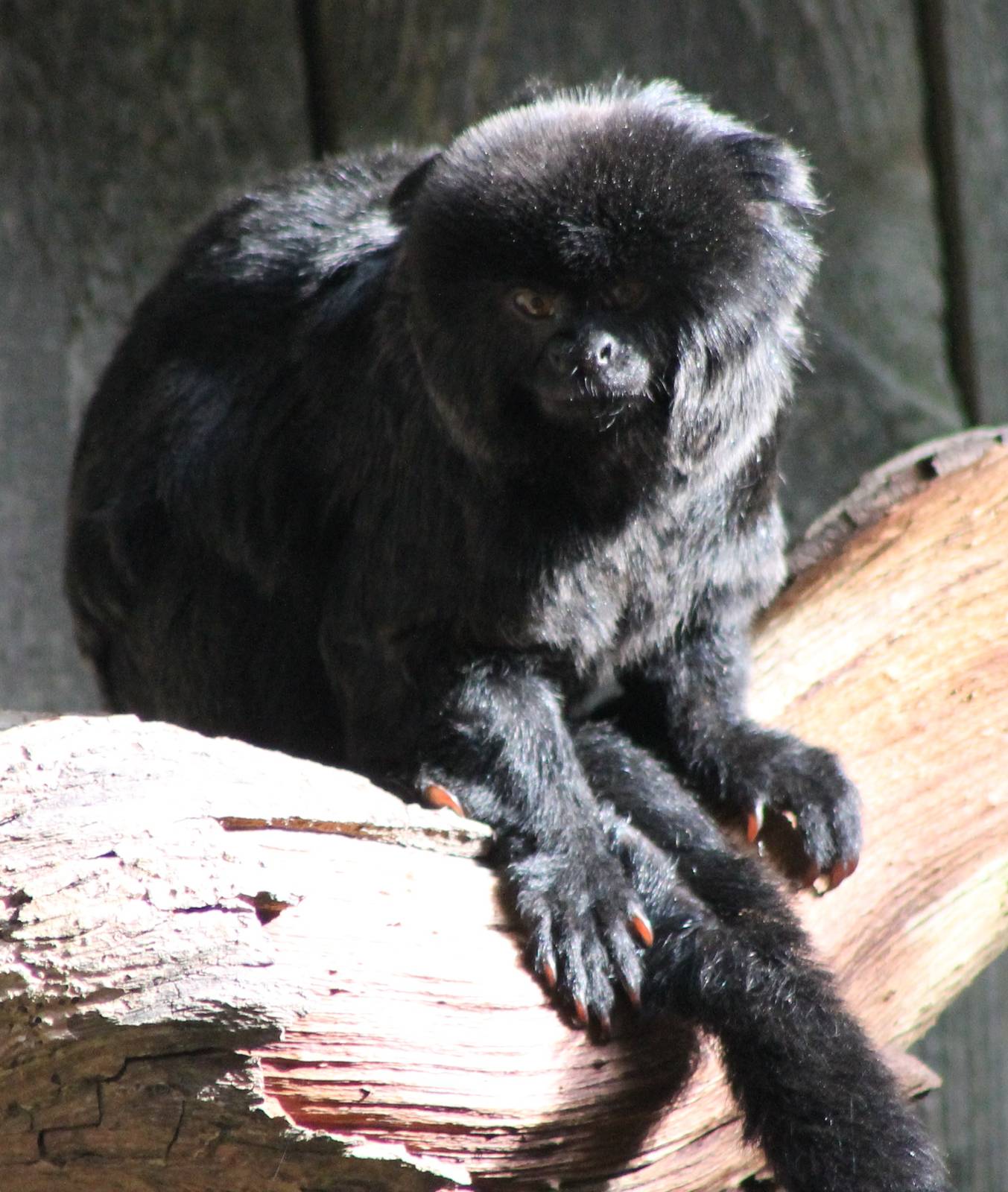 Goeldi's monkey