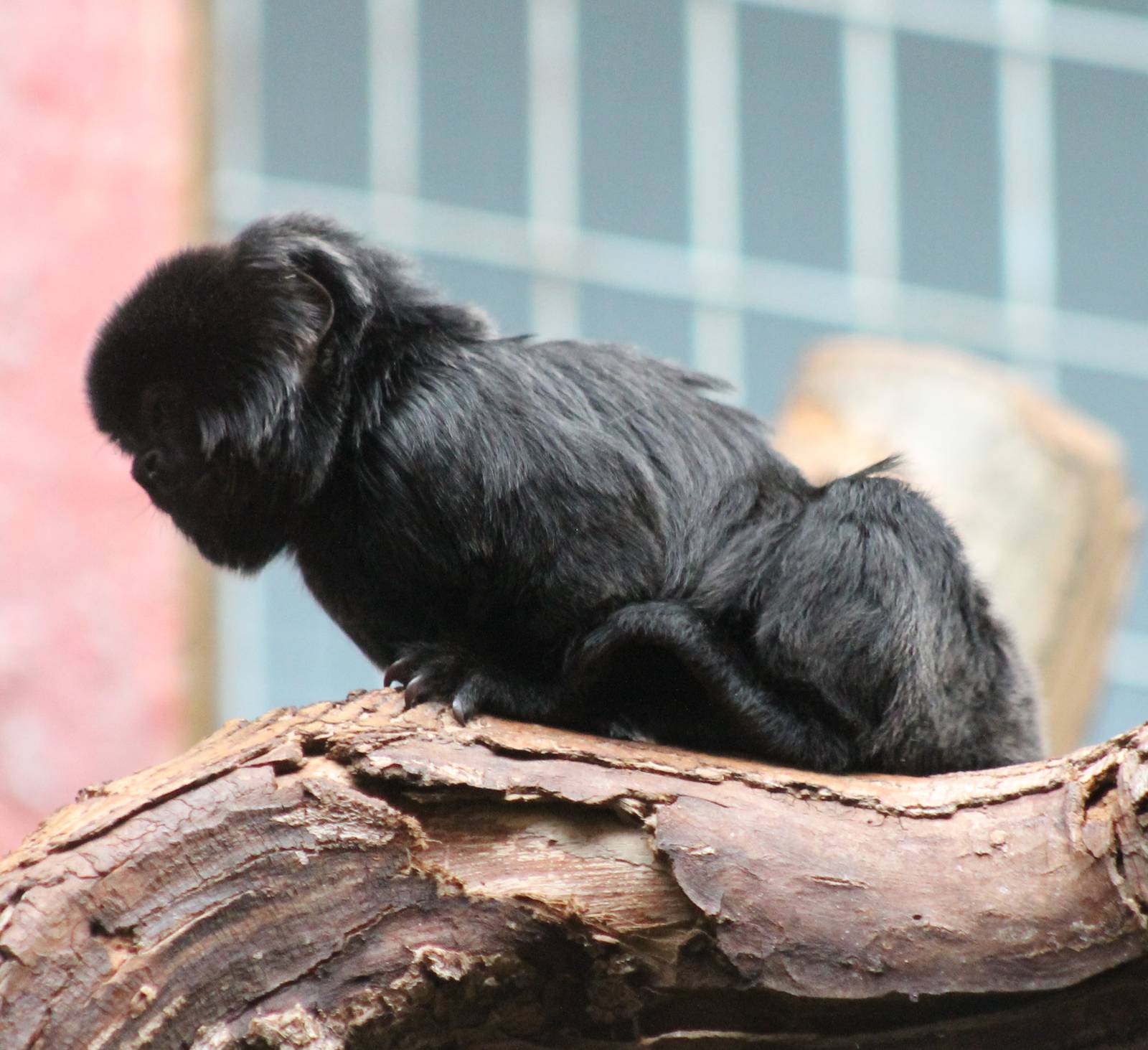Goeldi's monkey