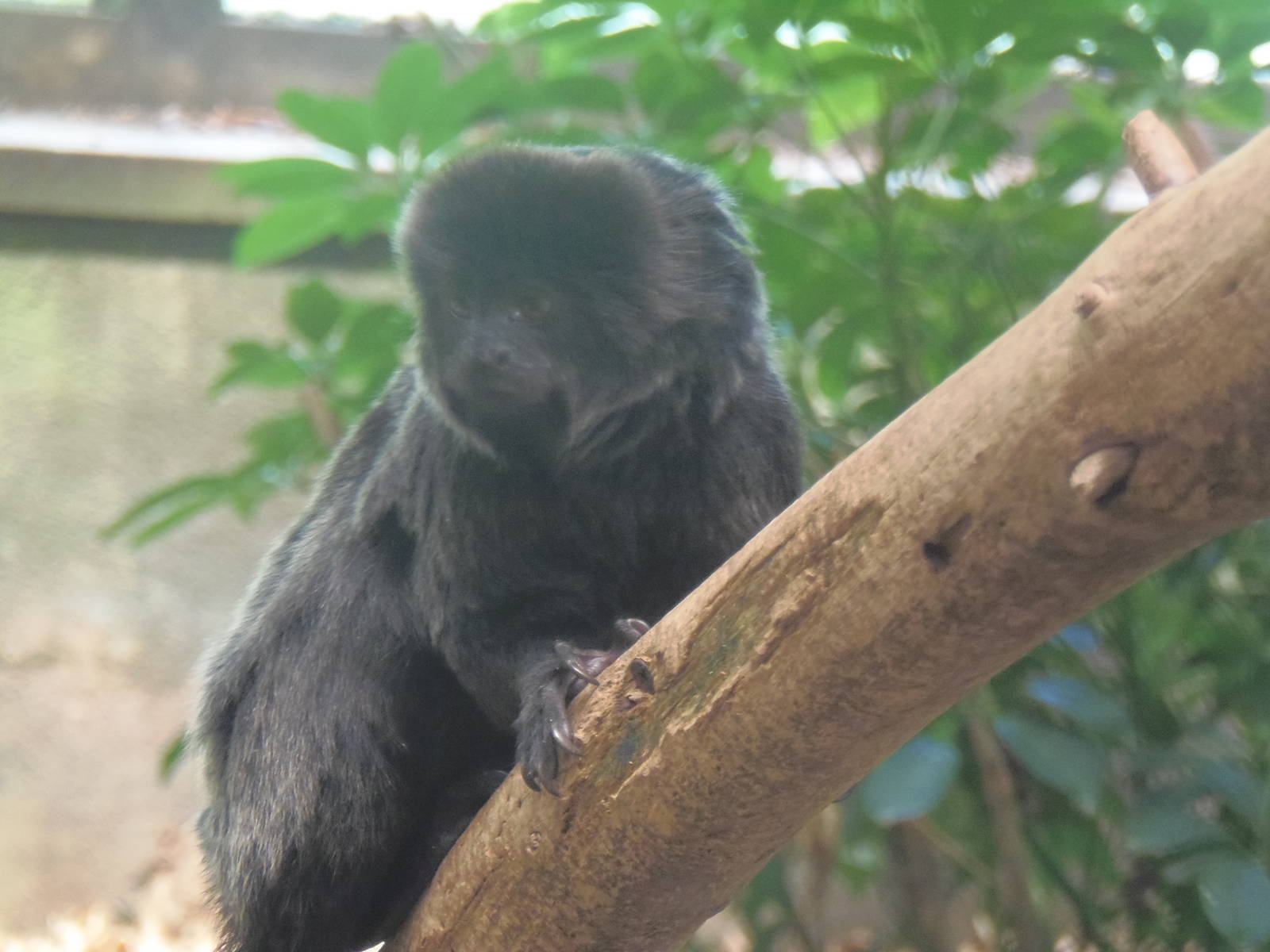 Goeldi's Monkey