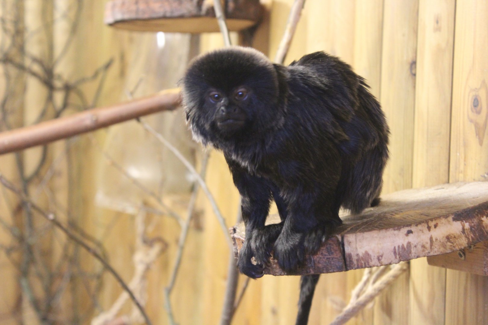 Goeldis Monkey