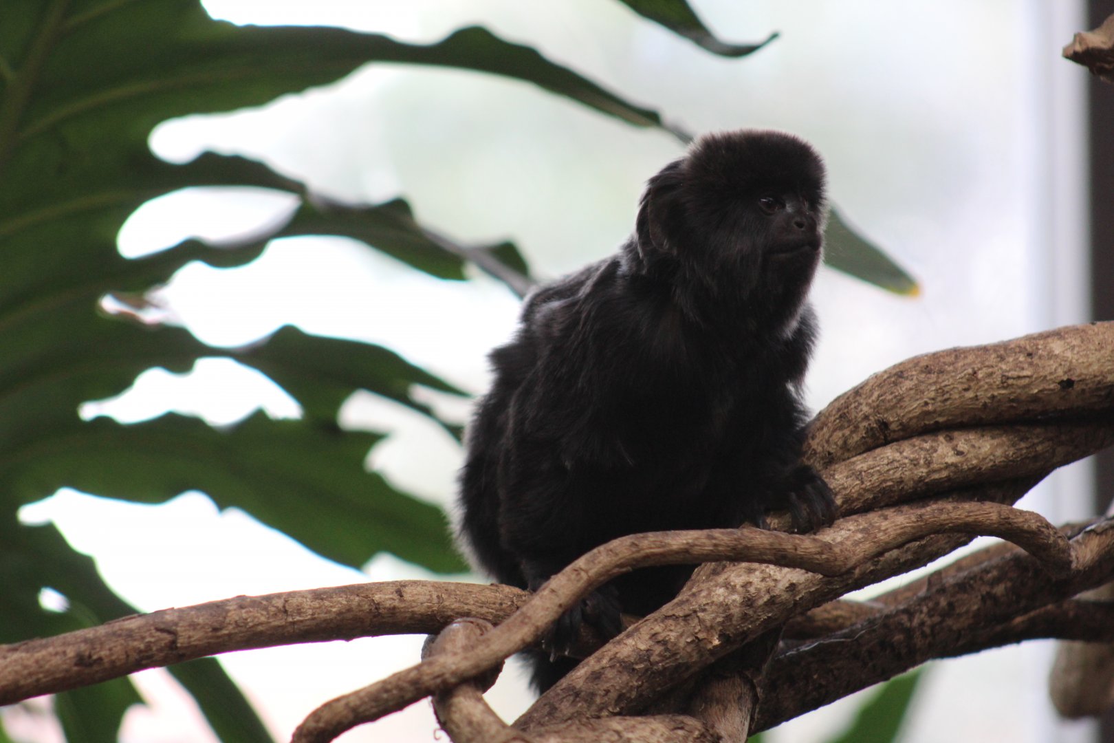 Goeldi's Monkey