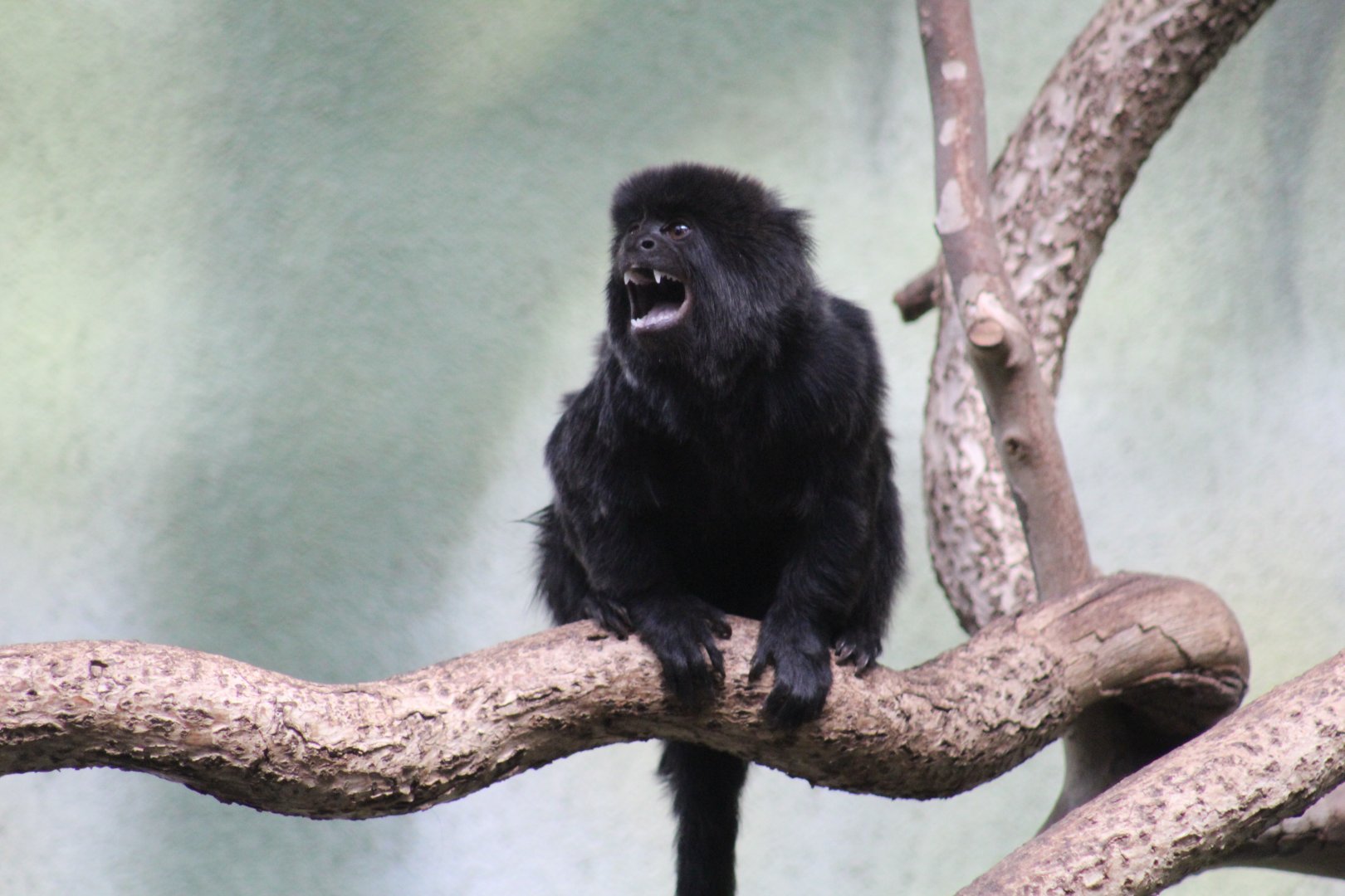Goeldi's Monkey