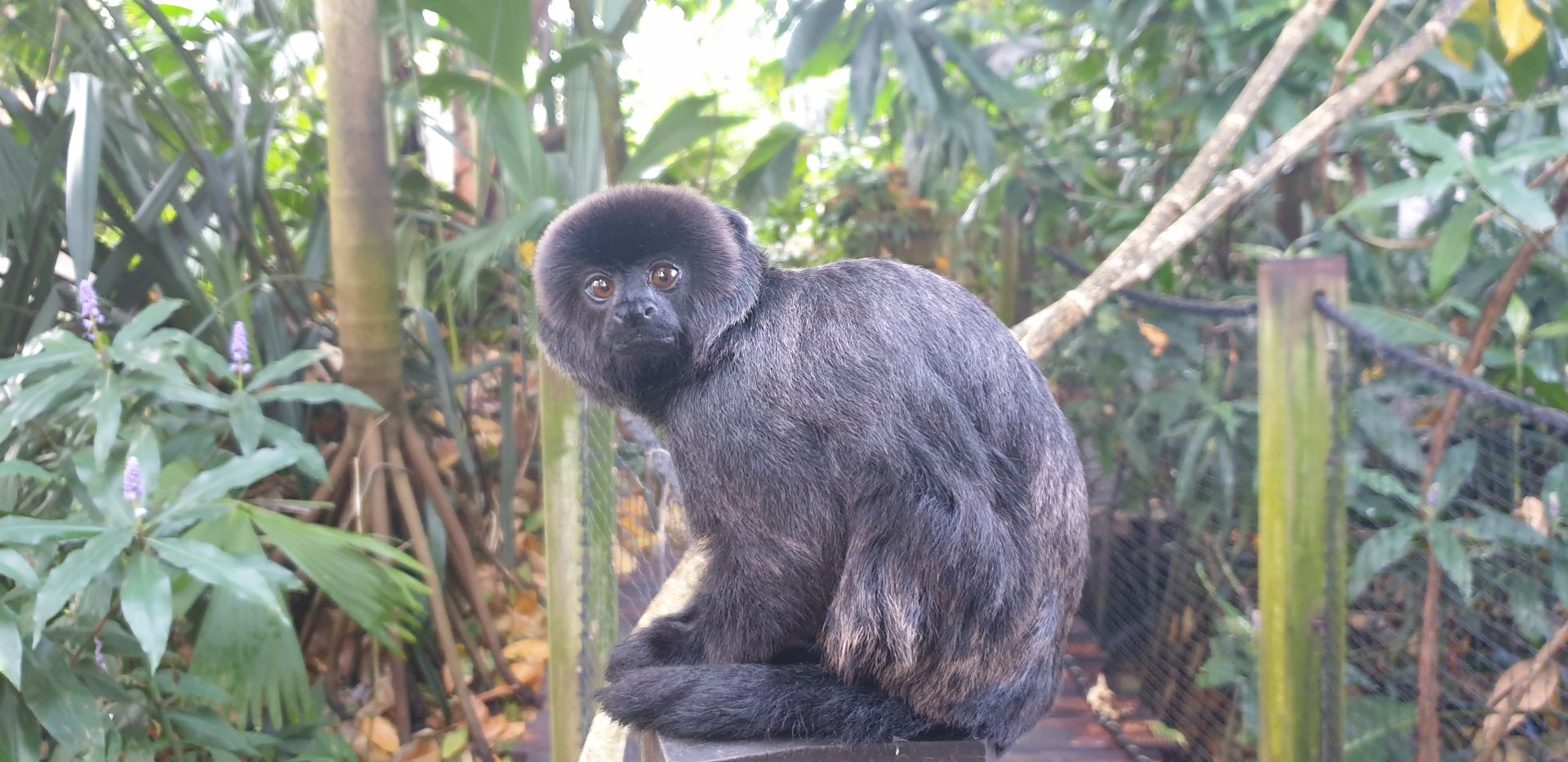 Goeldi’s Monkey