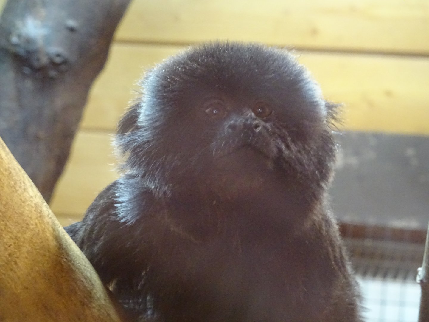 Goeldi's Monkey