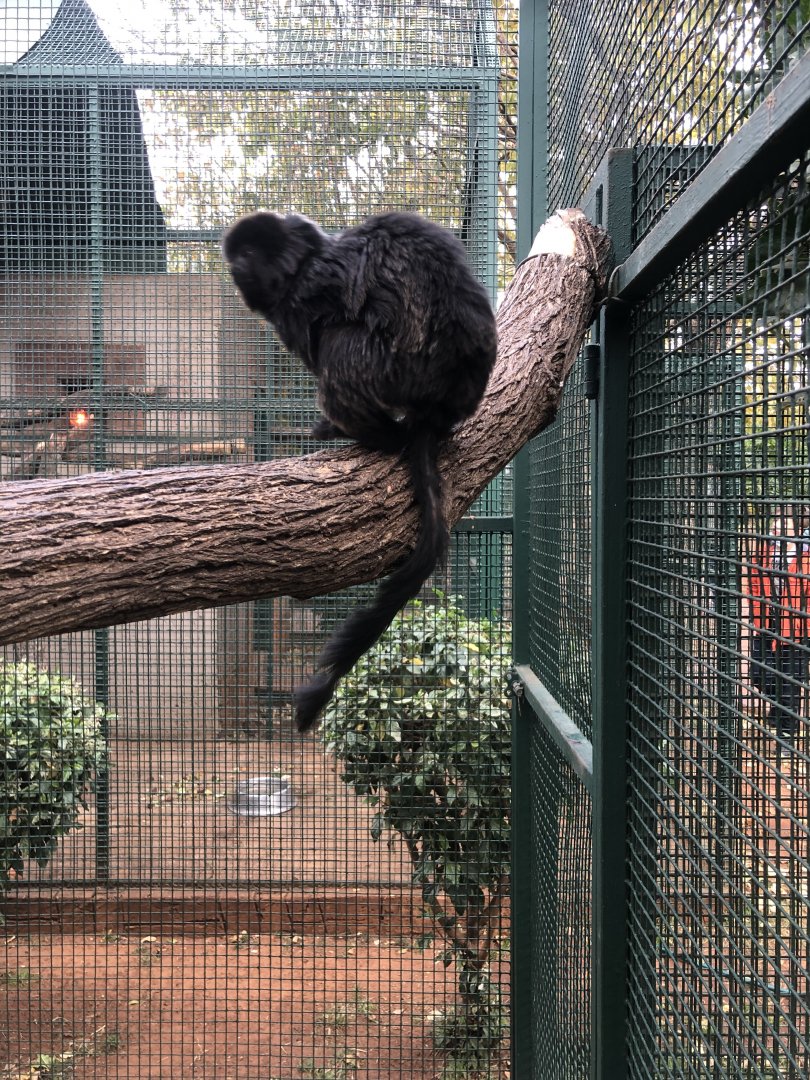 Goeldi's Monkey