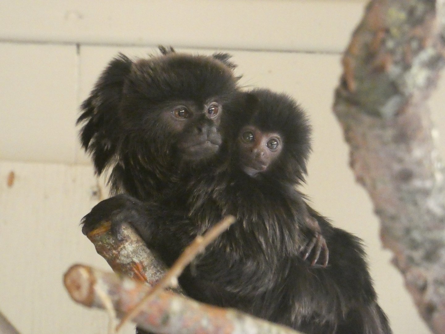 Goeldi's monkey