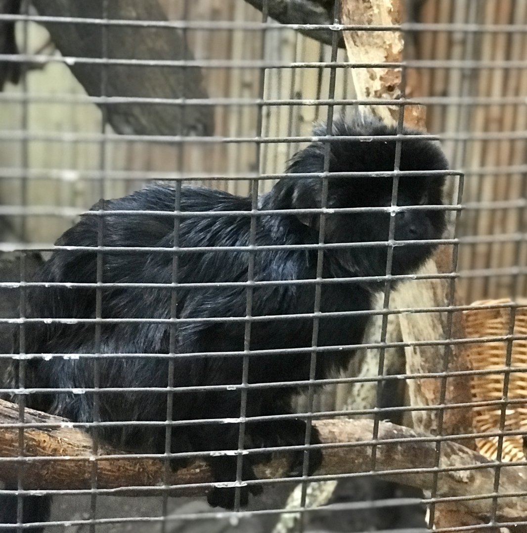 Goeldi’s Monkey