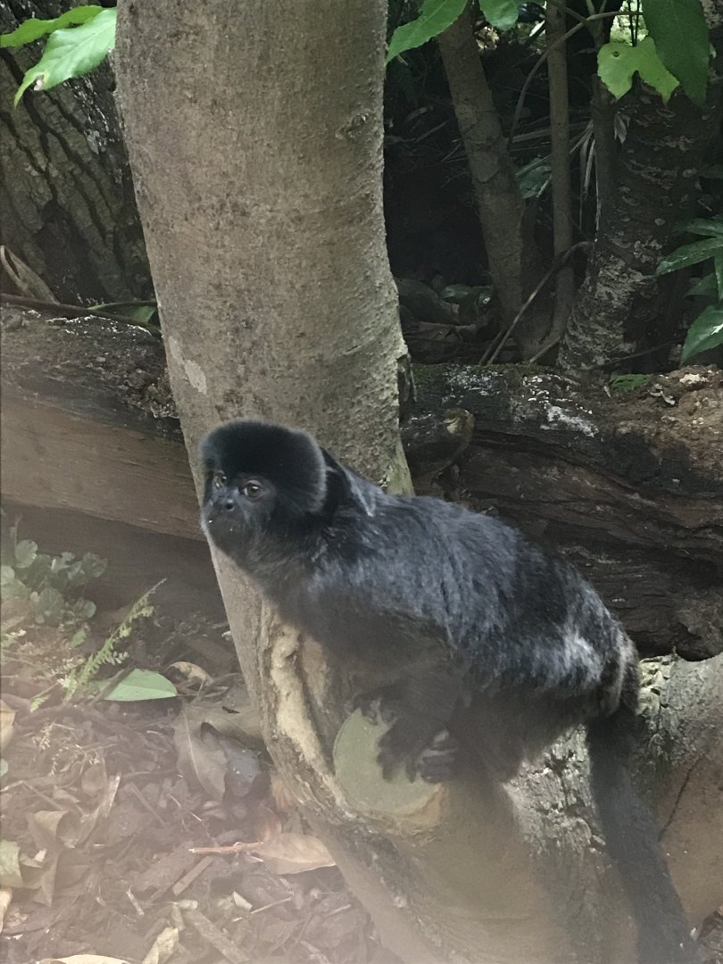 Goeldi’s monkey