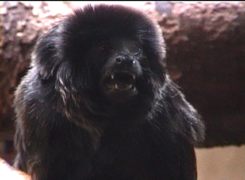 Goeldi's Monkey