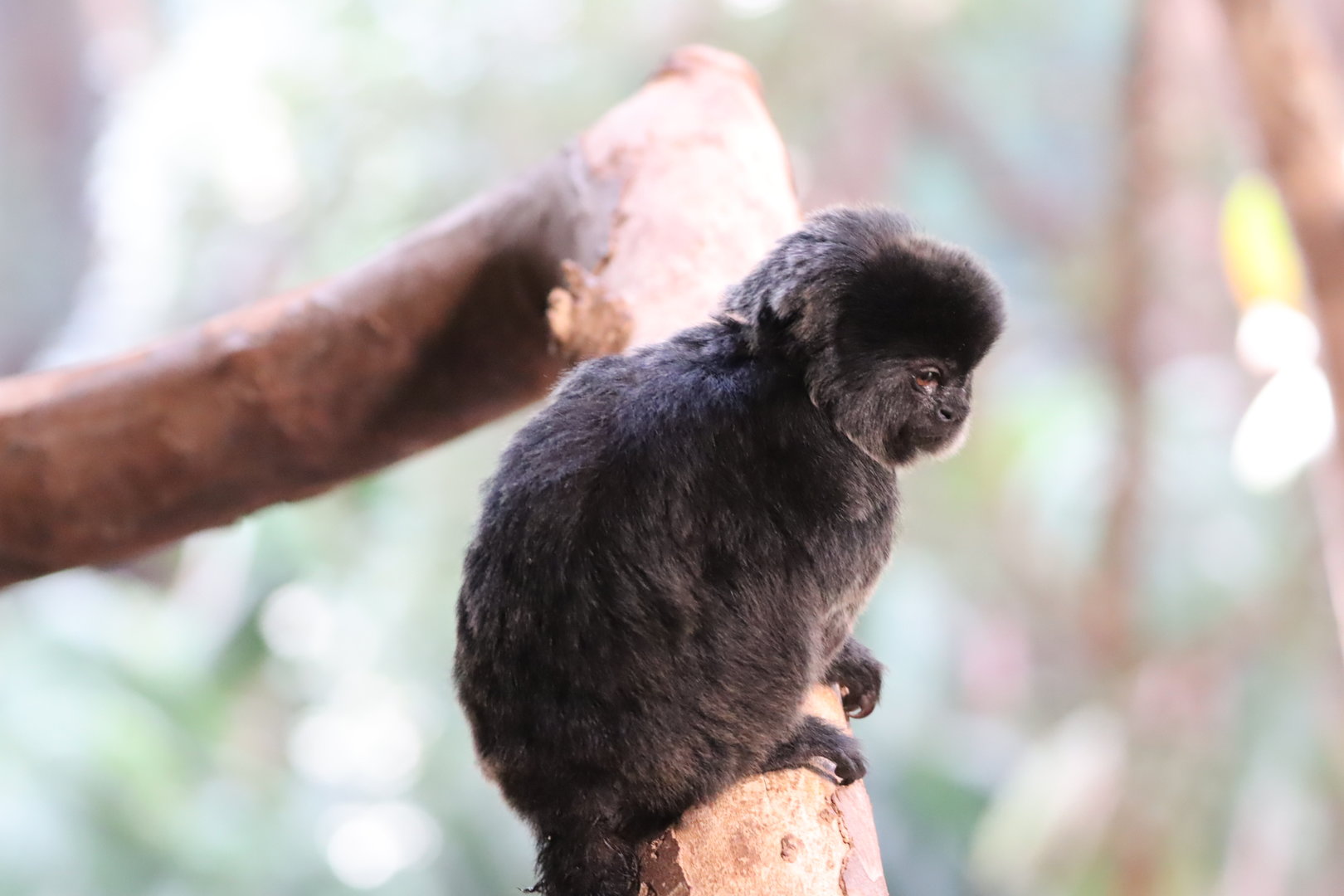 Goeldi's Monkey