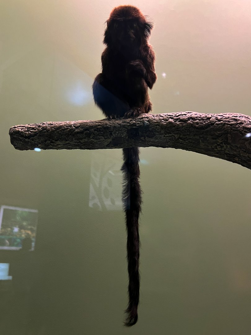 Goeldi's Monkey