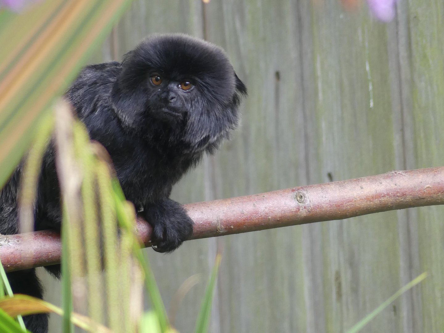 Goeldi's Monkey