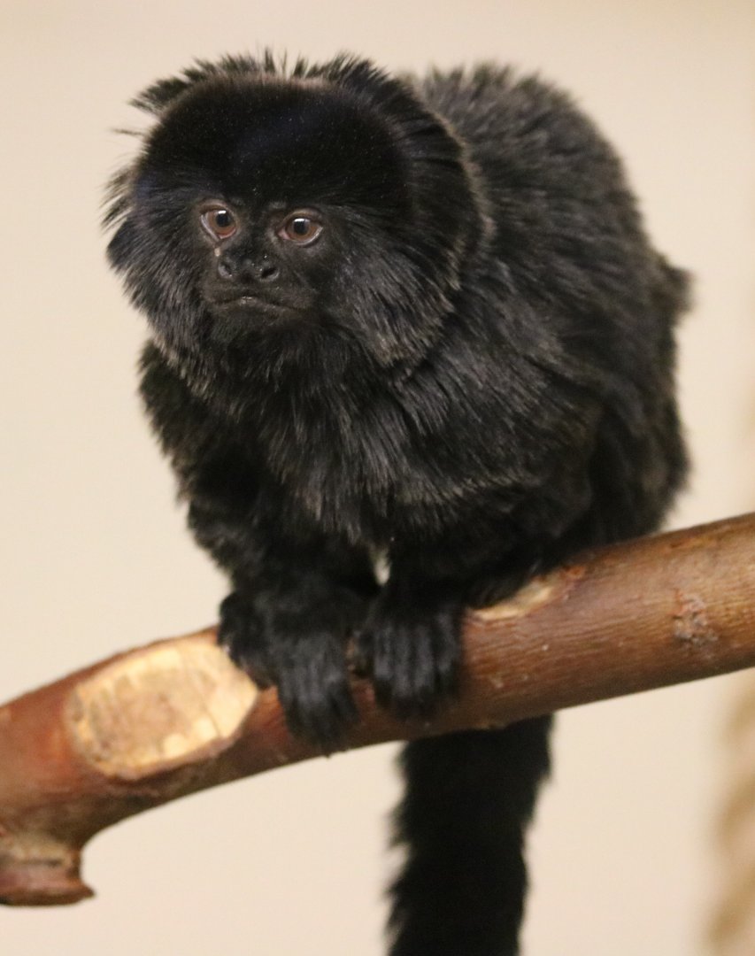 Goeldi's Monkey