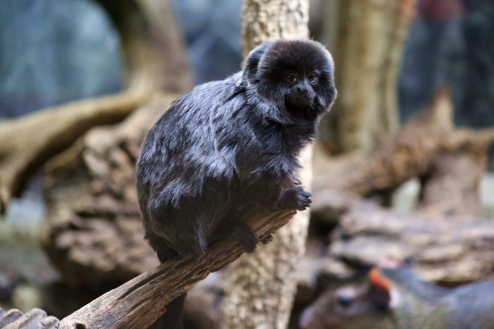 Goeldi's Monkey