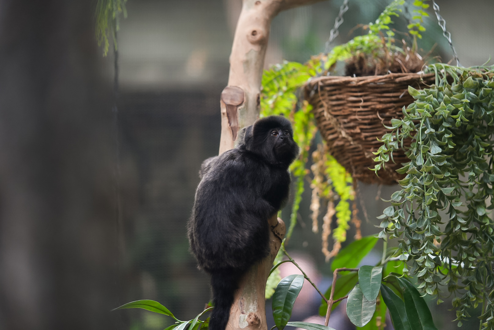 Goeldi's Monkey