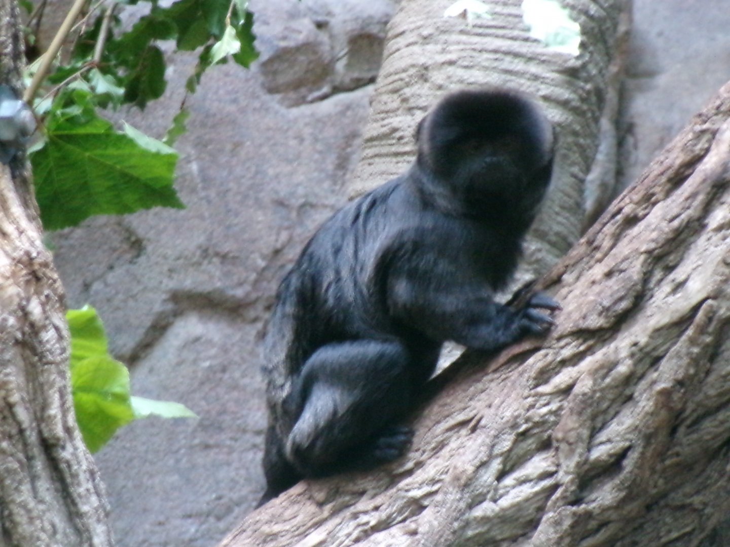 Goeldi's monkey