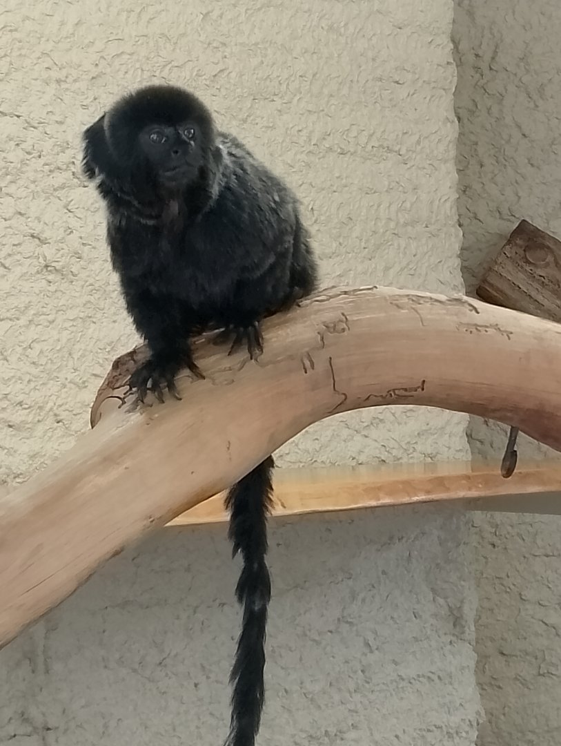 Goeldi's monkey