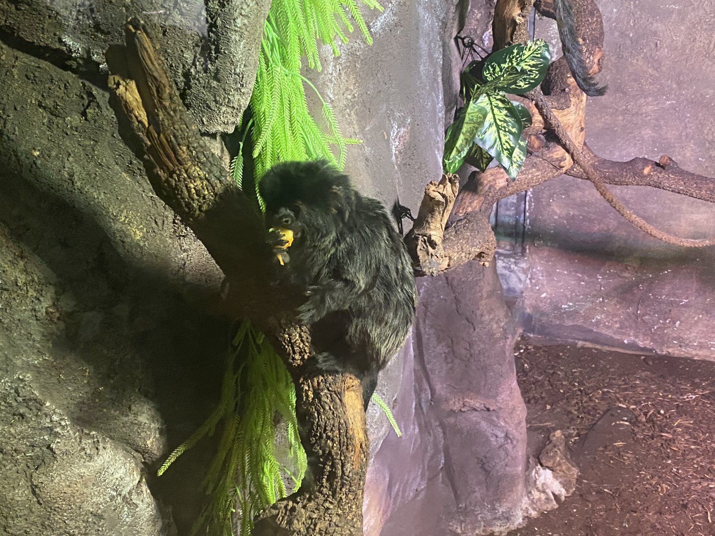 Goeldi’s monkey