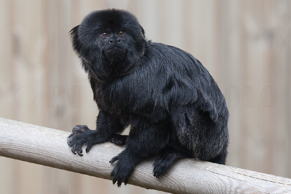 Goeldi's Monkey