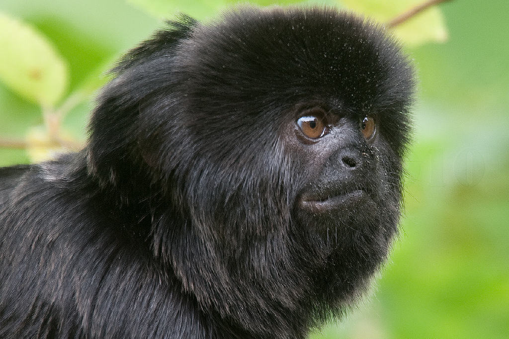 Goeldi's Monkey